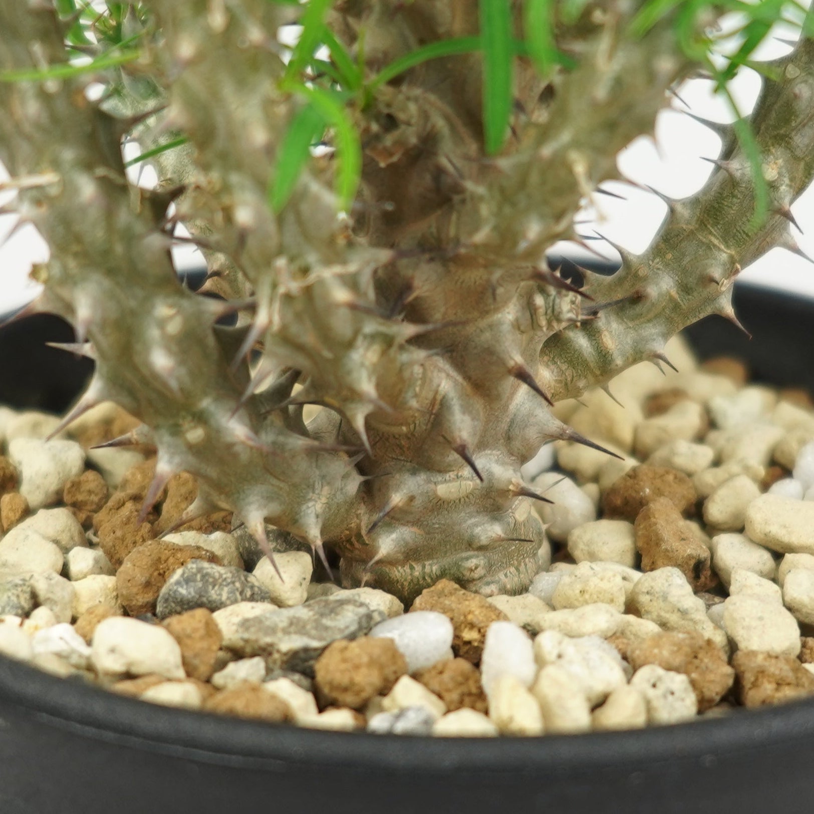 ユーフォルビア・ゴットレベイ「Euphorbia Gottlebei」/EU579 – Hachi-8