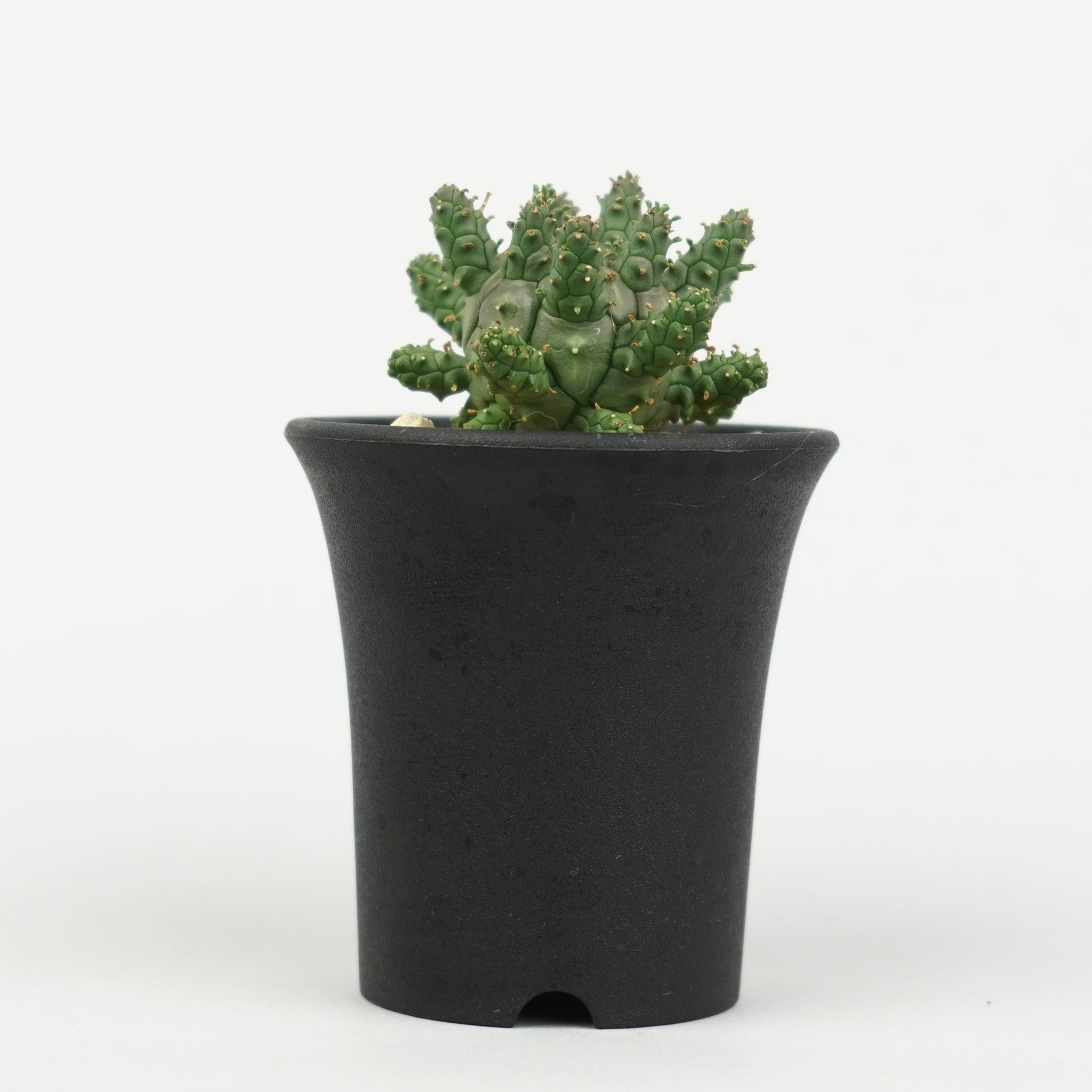 おしゃれな植木鉢や珍しい観葉植物を販売｜鉢と植物専門店 HACHI-8