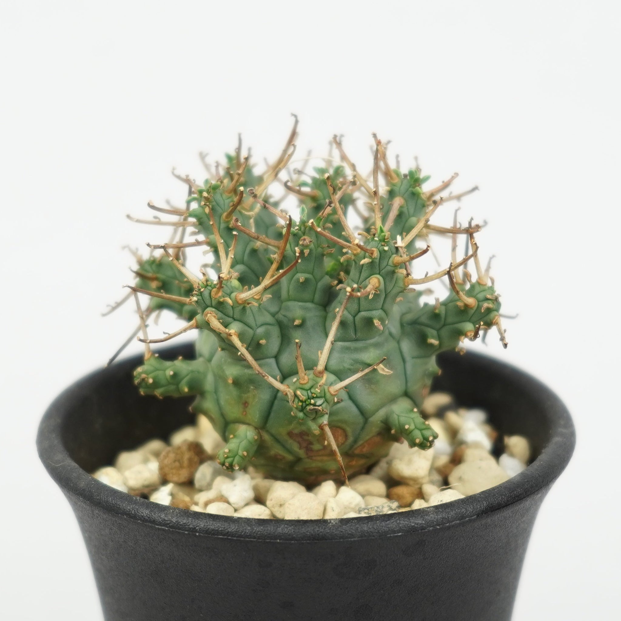 ユーフォルビア・デセプタ「Euphorbia Decepta」/EU646 – Hachi-8