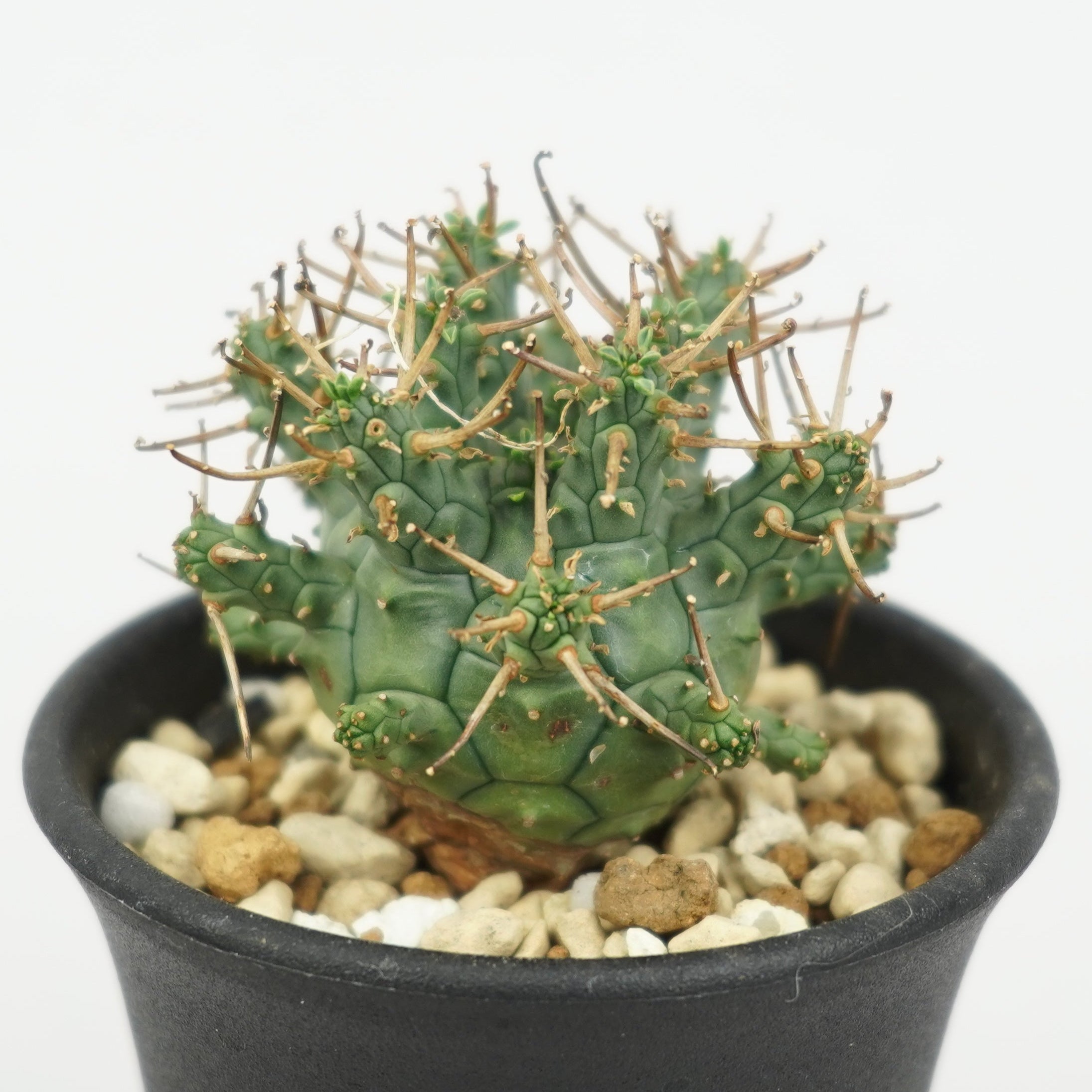 ユーフォルビア・デセプタ「Euphorbia Decepta」/EU646 – Hachi-8