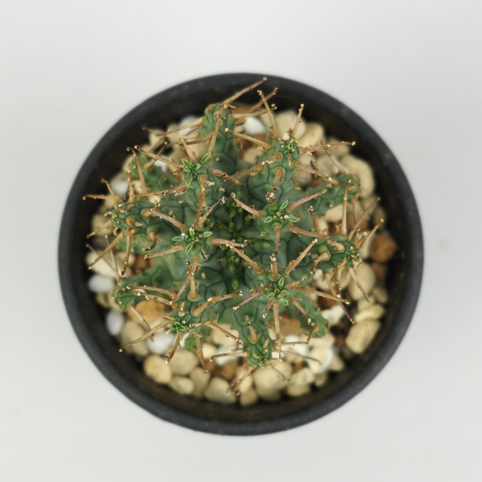 ユーフォルビア・デセプタ「Euphorbia Decepta」/EU646 – Hachi-8