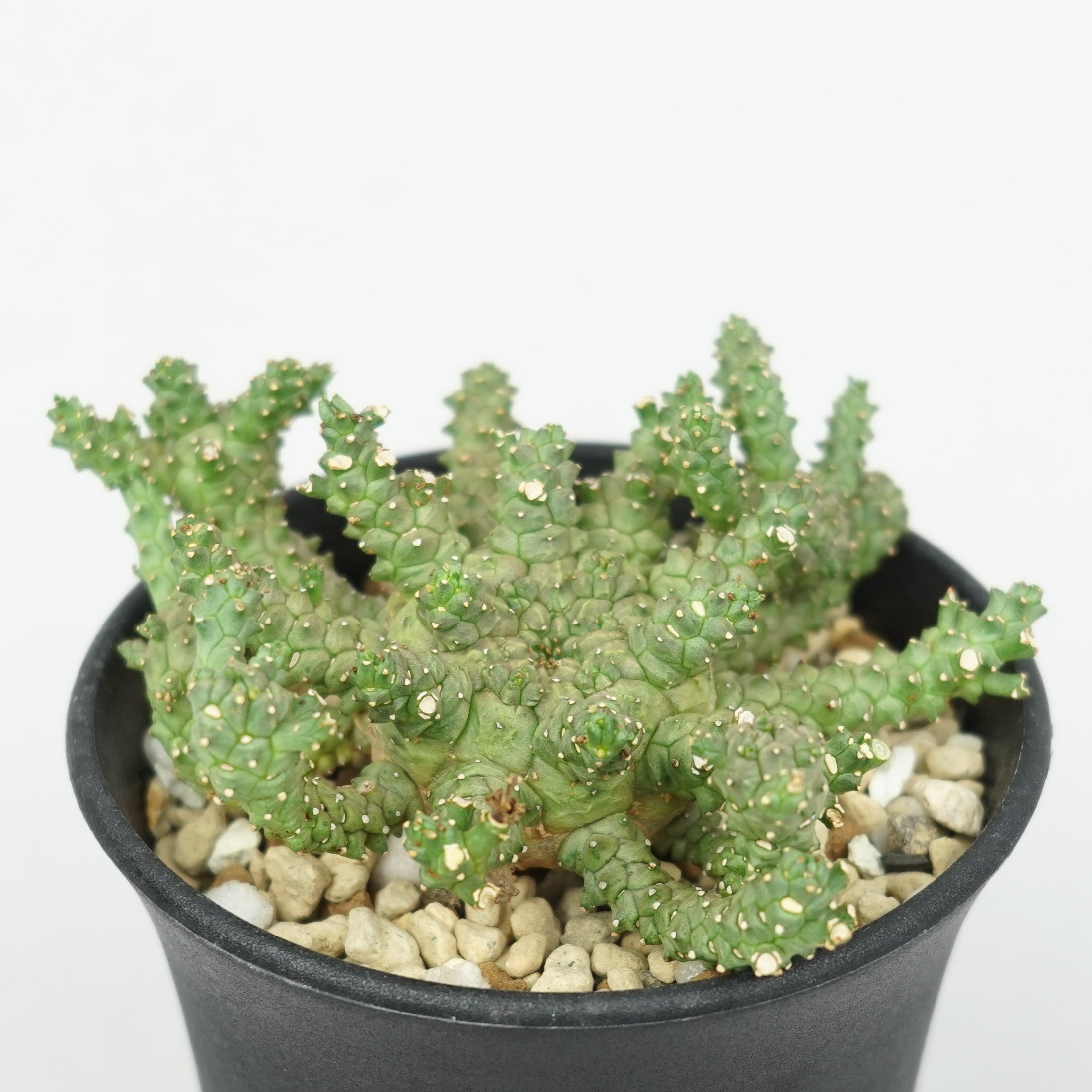 ユーフォルビア・ブレビラマ「Euphorbia Brevirama」/EU640 – Hachi-8