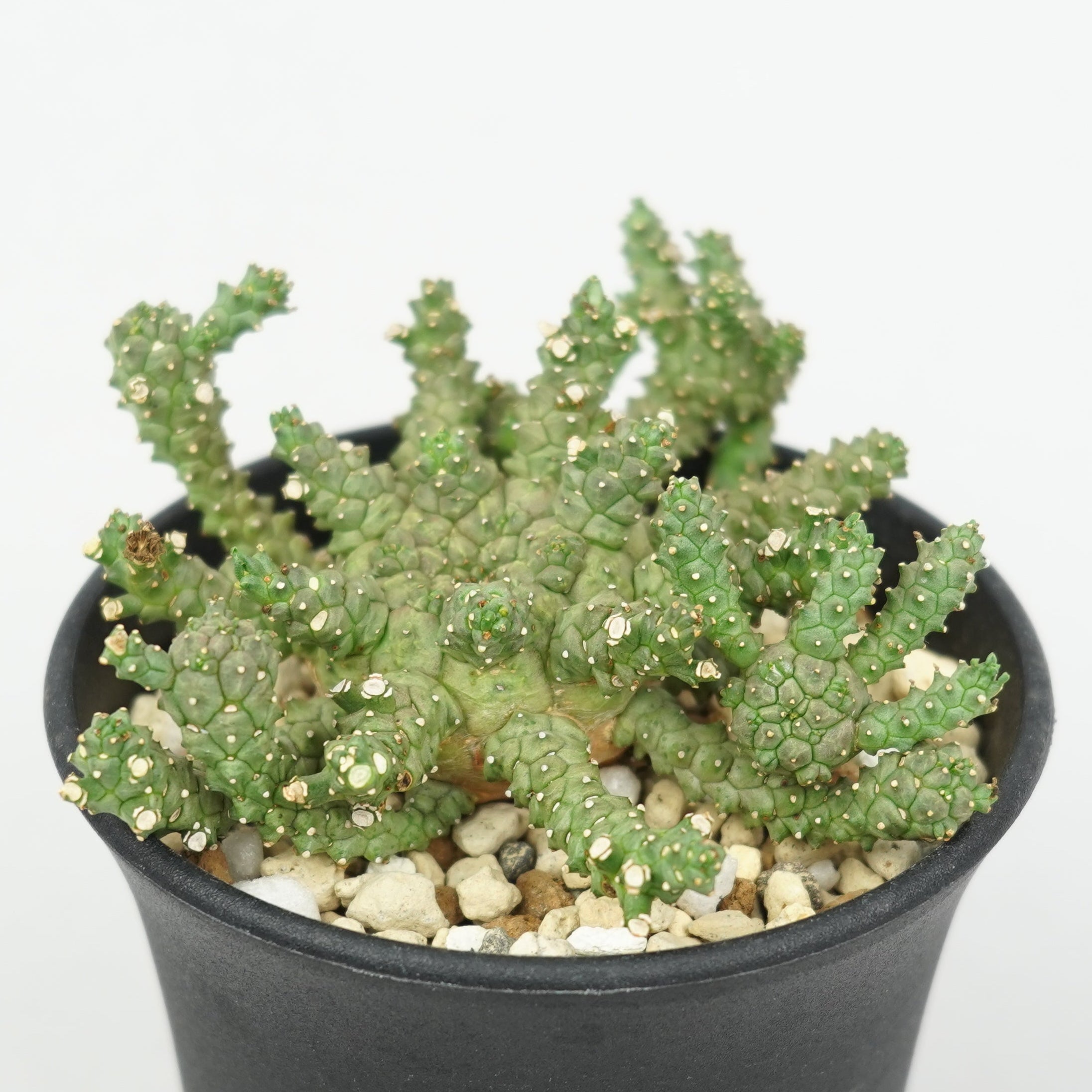 ユーフォルビア・ブレビラマ「Euphorbia Brevirama」/EU640 – Hachi-8