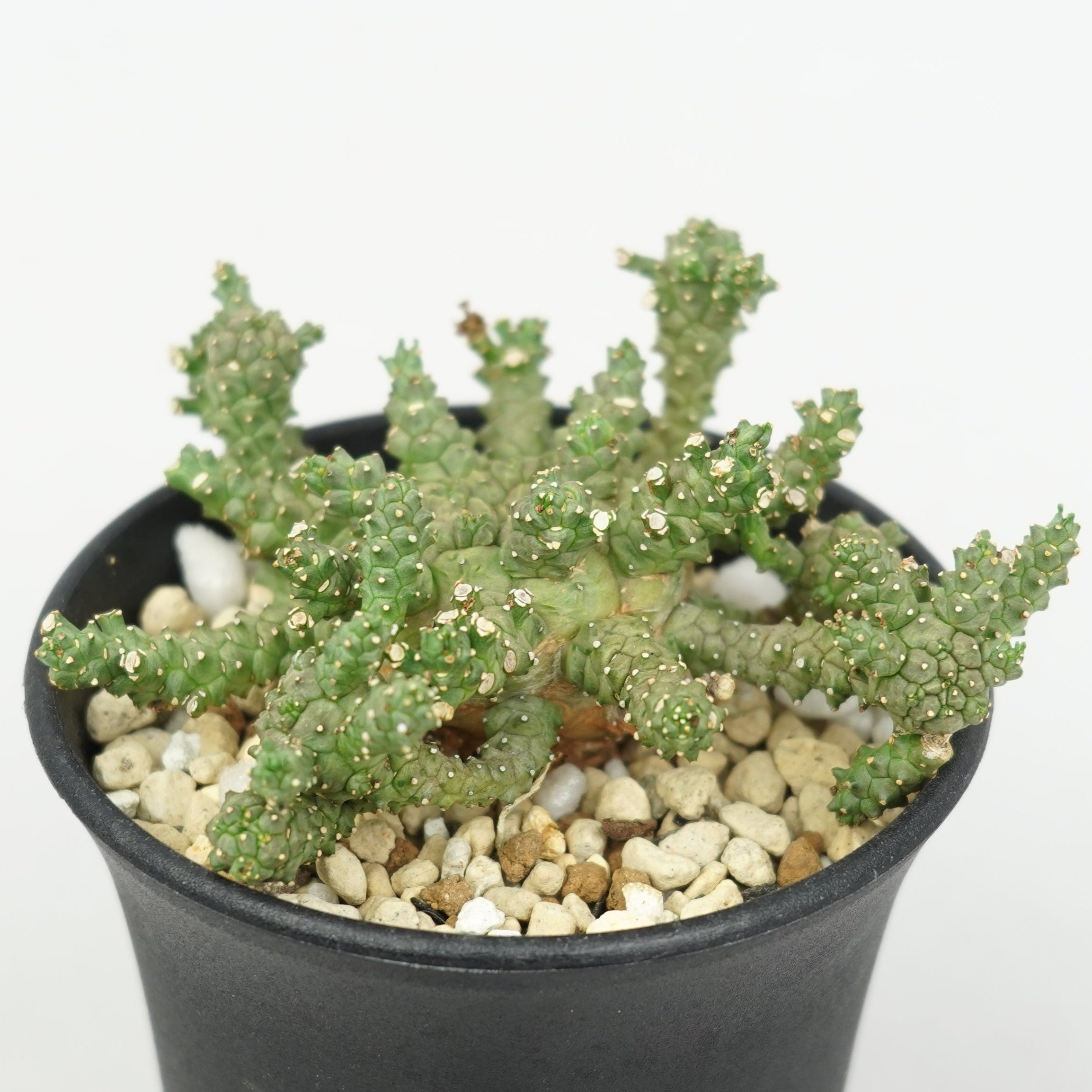 ユーフォルビア・ブレビラマ「Euphorbia Brevirama」/EU640 – Hachi-8