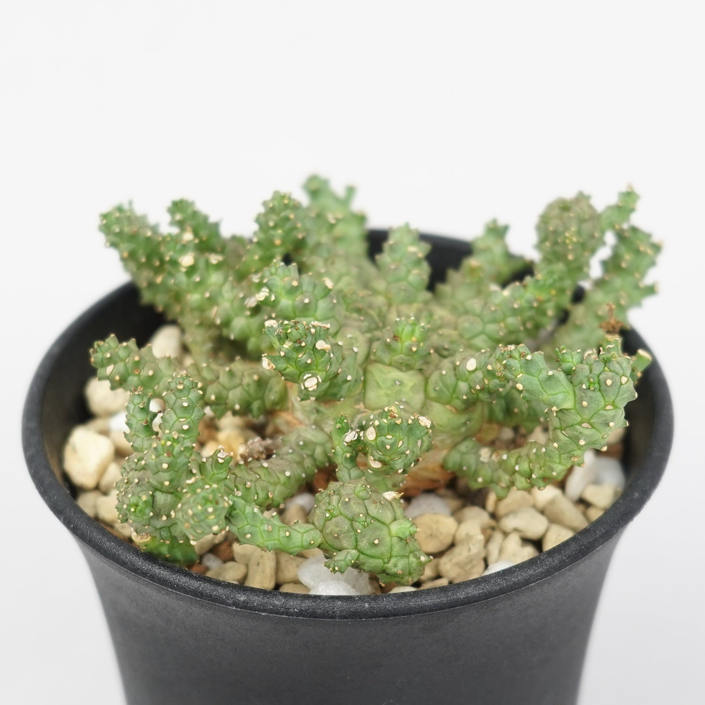 ユーフォルビア・ブレビラマ「Euphorbia Brevirama」/EU640 – Hachi-8