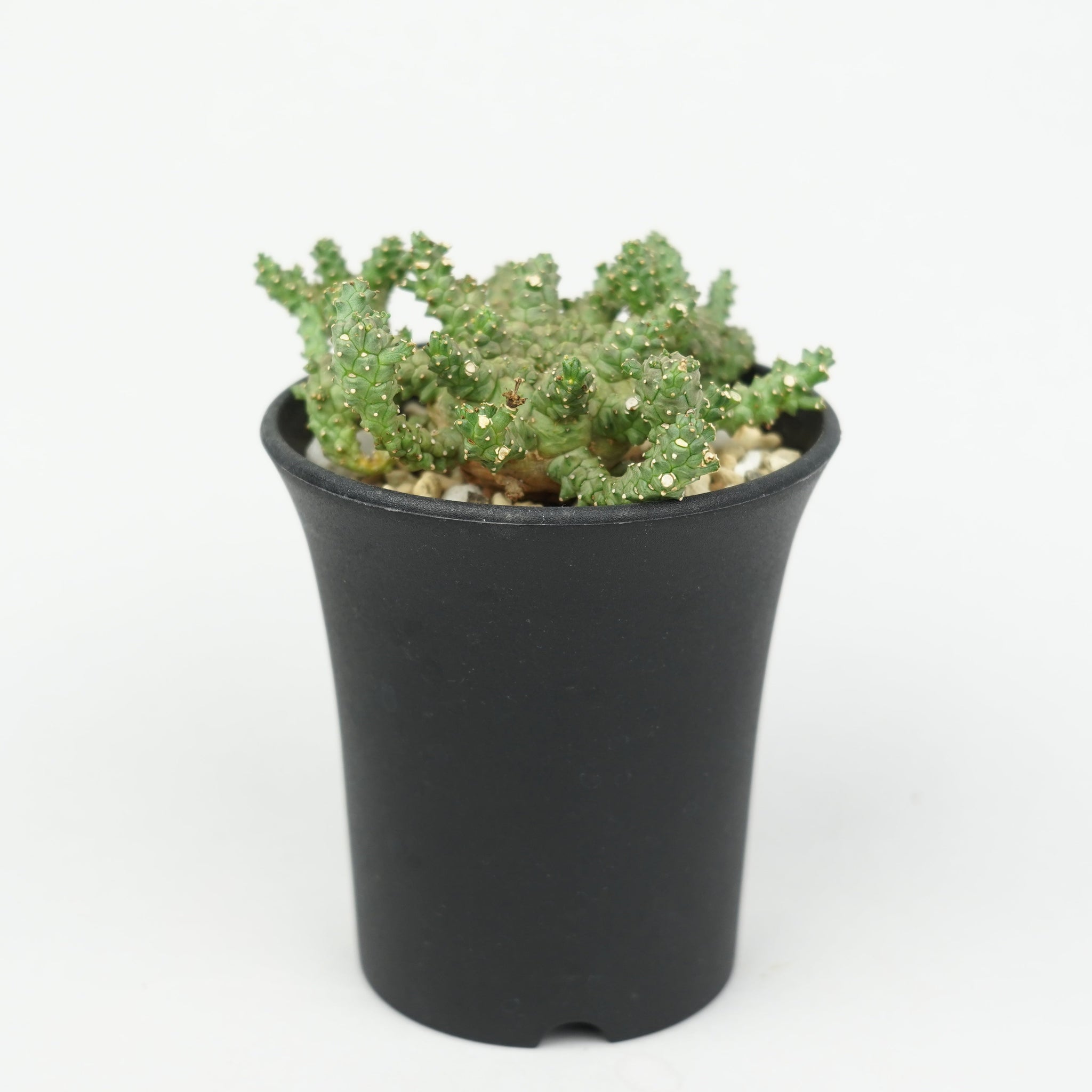 ユーフォルビア・ブレビラマ「Euphorbia Brevirama」/EU640 – Hachi-8