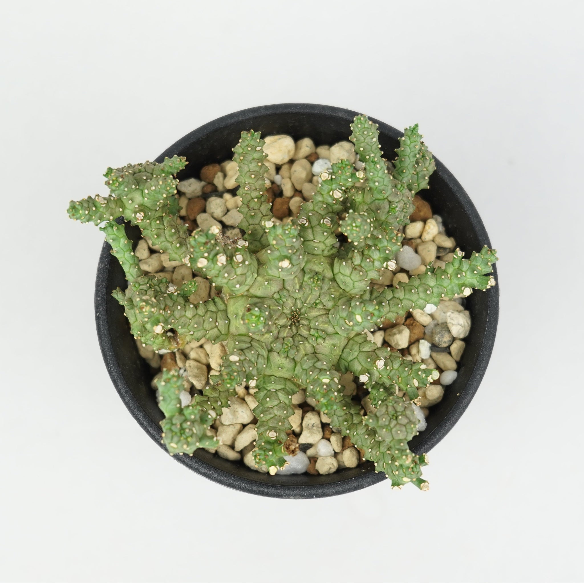 ユーフォルビア・ブレビラマ「Euphorbia Brevirama」/EU640 – Hachi-8
