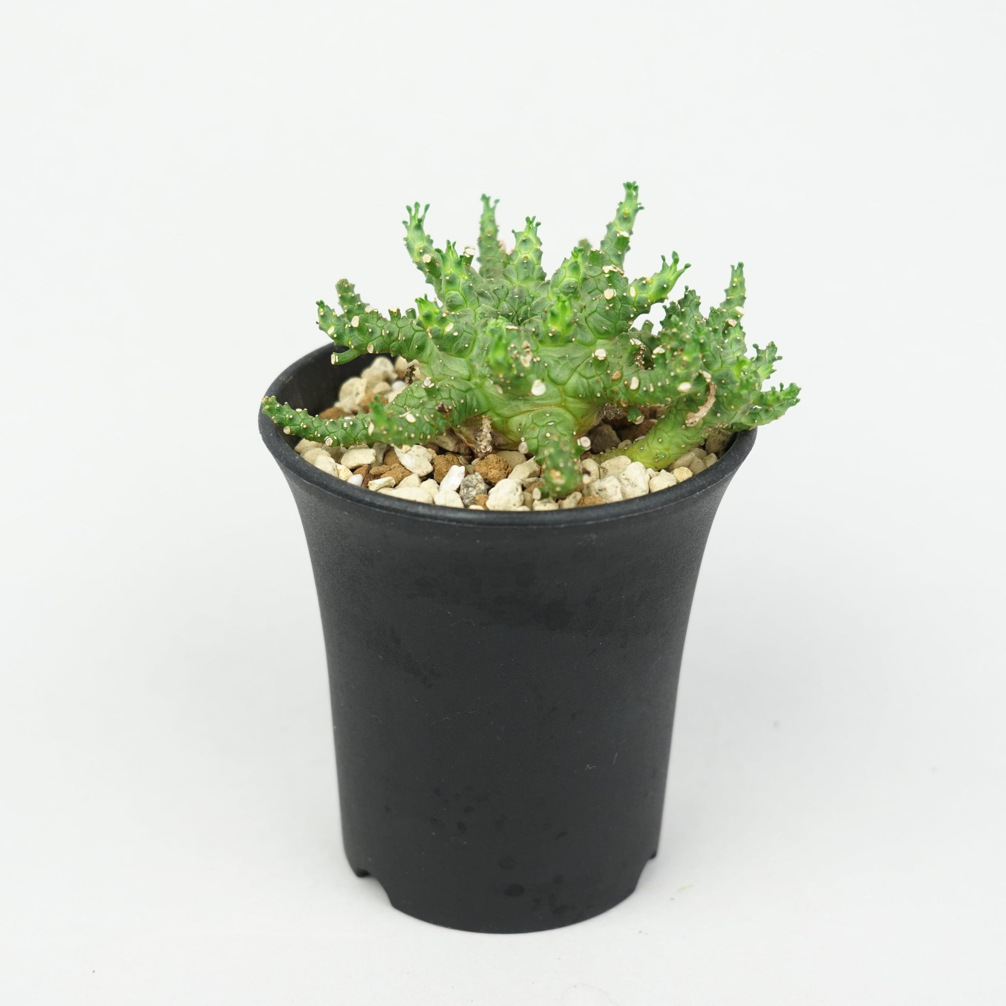 植物/ユーフォルビア/その他のユーフォルビア – Hachi-8