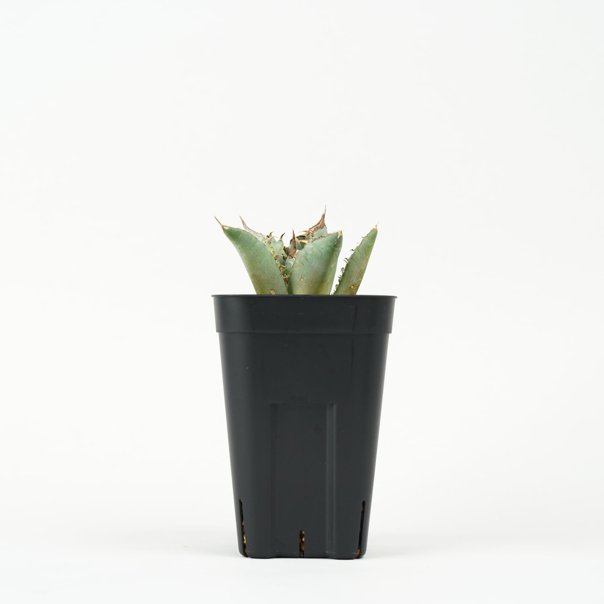 アガベ・チタノタ 鳳凰「Agave titanota Phoenix」/AG232
