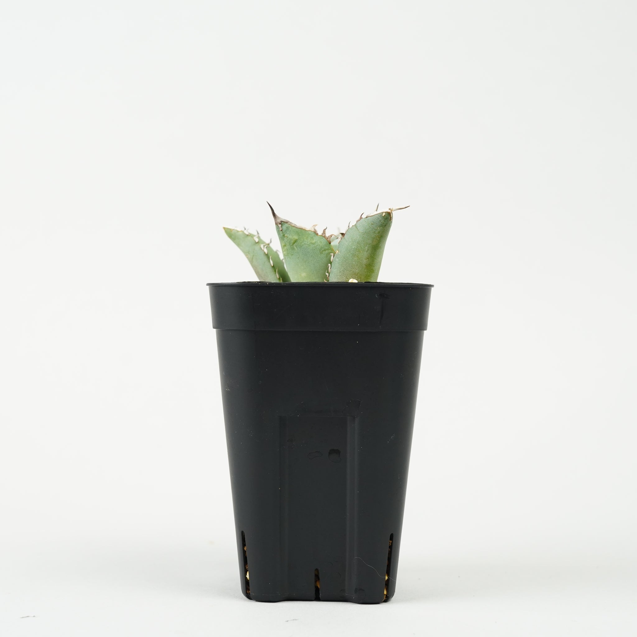 アガベ・チタノタ 鳳凰「Agave titanota Phoenix」/AG236