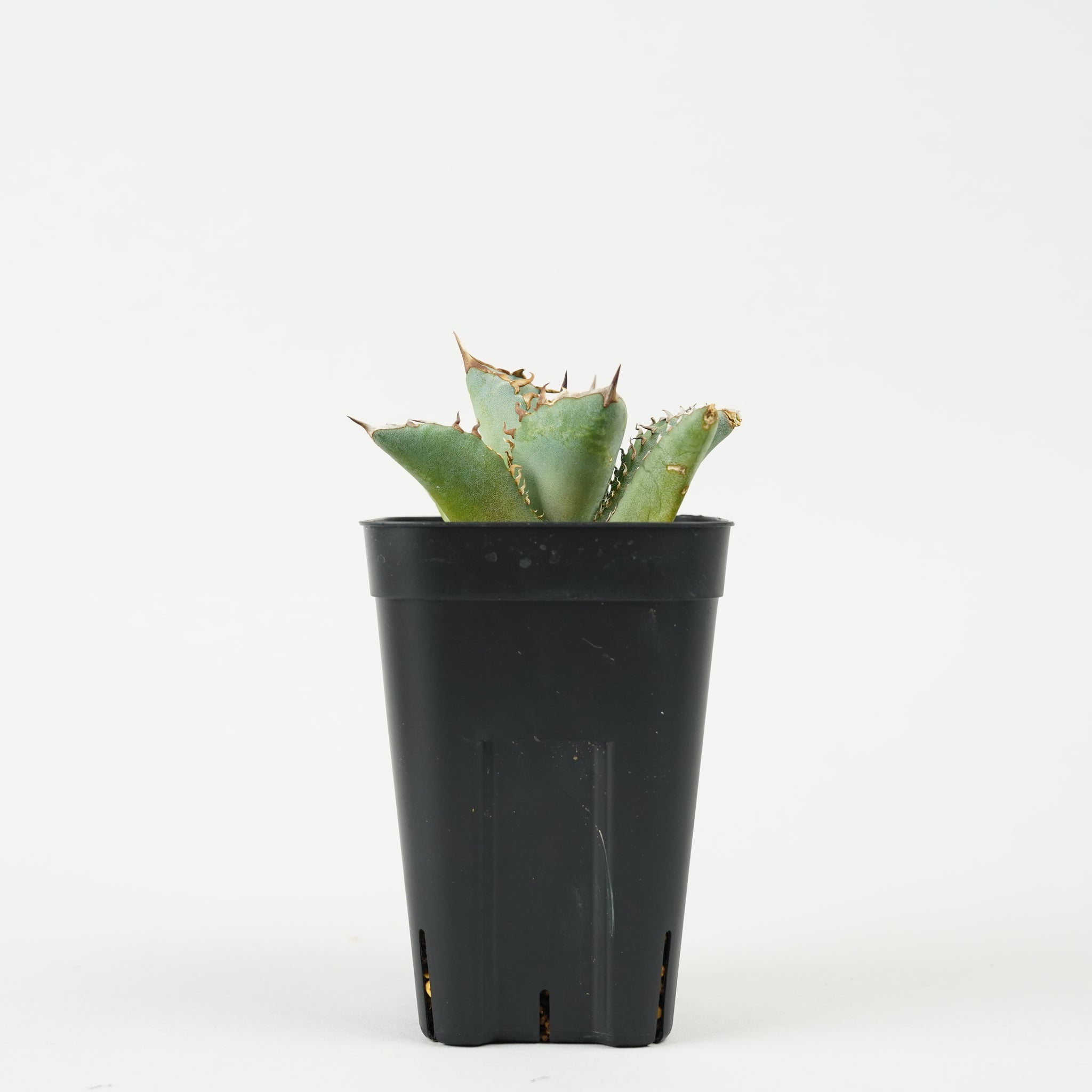 アガベ・チタノタ 鳳凰「Agave titanota Phoenix」/AG233
