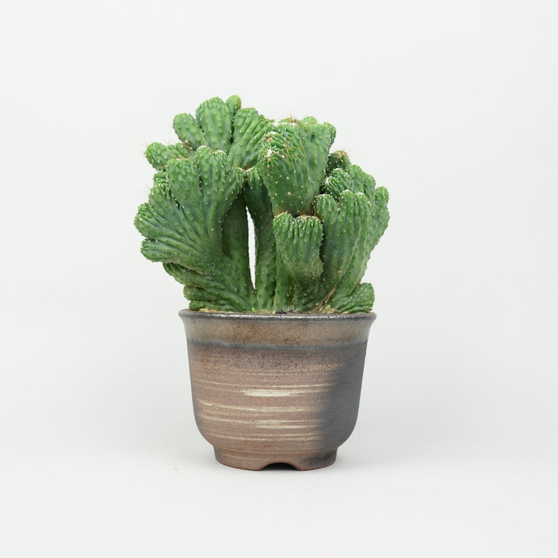 龍神木 '綴化'「Myrtillocactus geometrizans f. cristata」/ CA0350