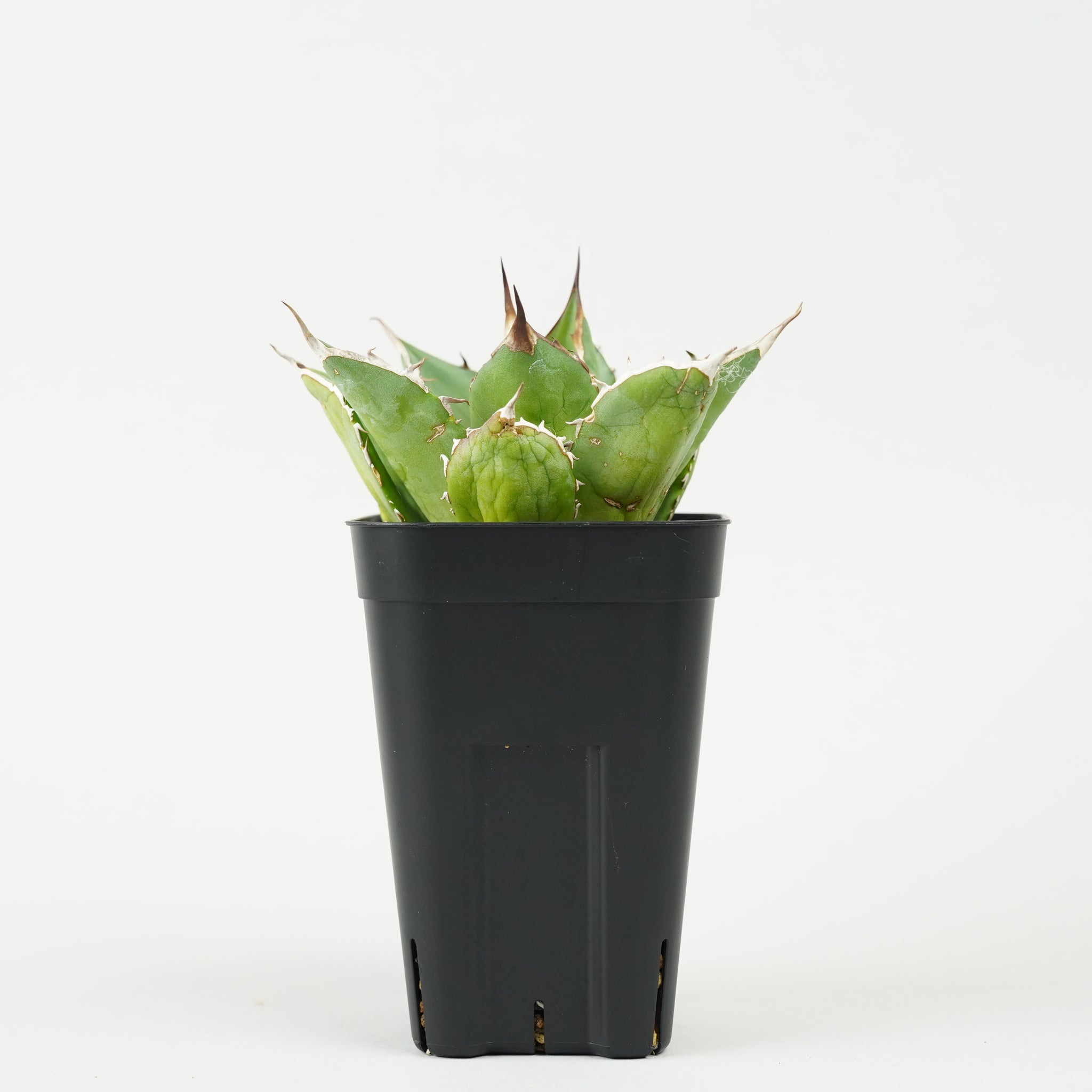 アガベ・チタノタ 宝珠「Agave titanota ‘Hōju’」/AG220