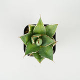  8