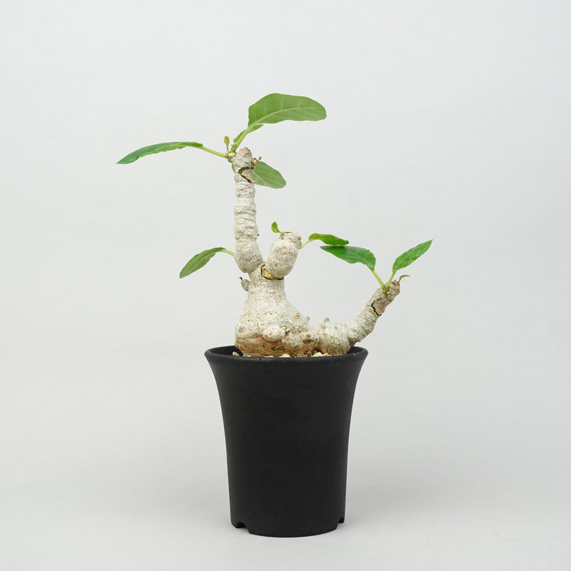 ドルステニア・フォエチダ マルチヘッド 「Dorstenia foetida multihead」/DL0341