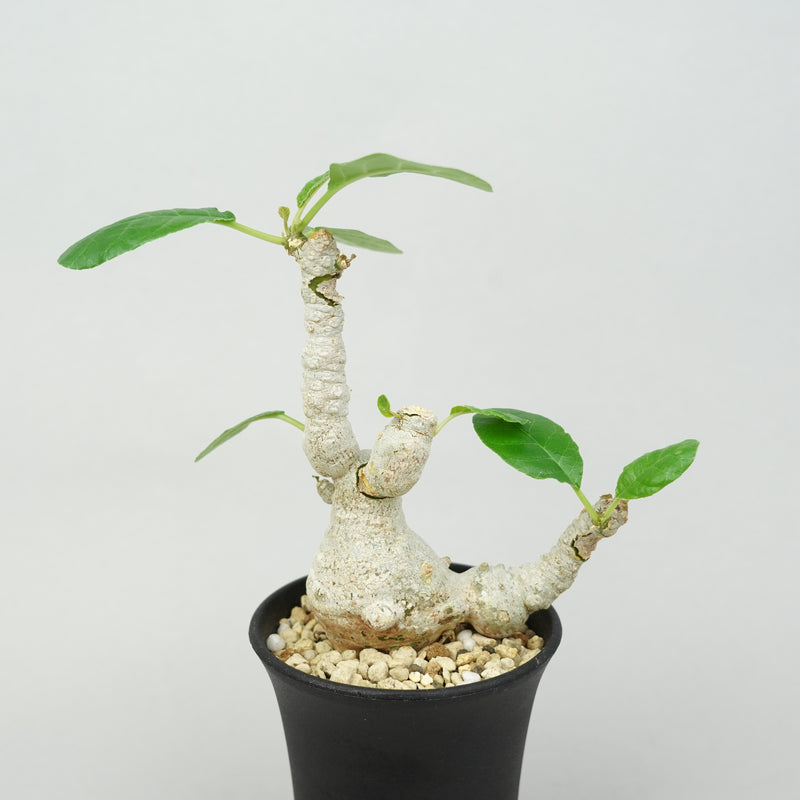 ドルステニア・フォエチダ マルチヘッド 「Dorstenia foetida multihead」/DL0341