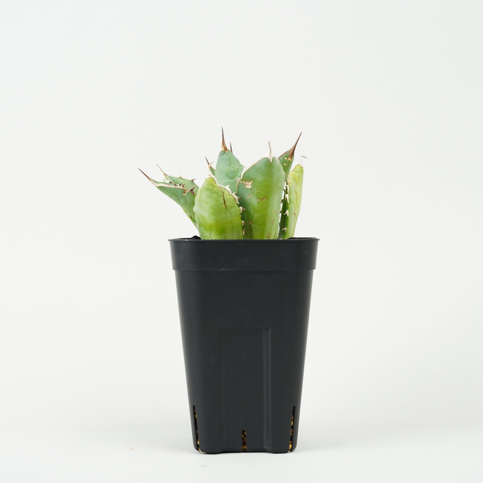 アガベ・チタノタ 宝珠「Agave titanota ‘Hōju’」/AG216