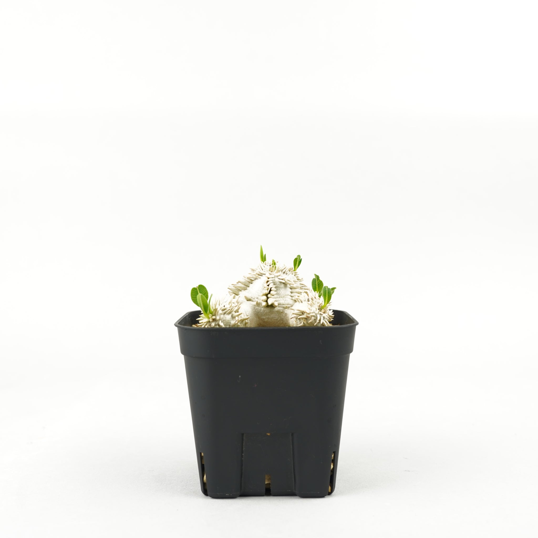パキポディウム・恵比寿大黒_PA0196「Pachypodium densicaule」