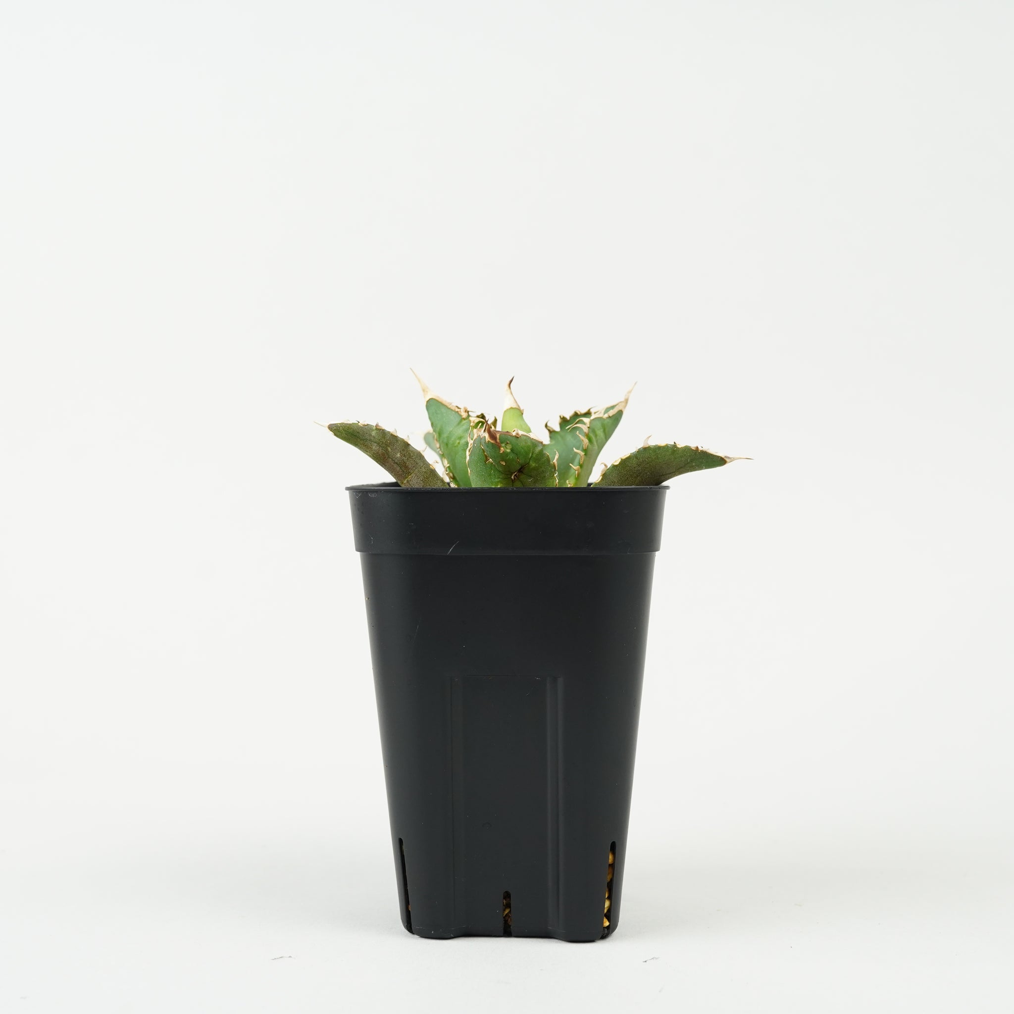 アガベ・チタノタ レッドキャットウィーズル「Agave titanota ‘Red Catweazle’」/AG201