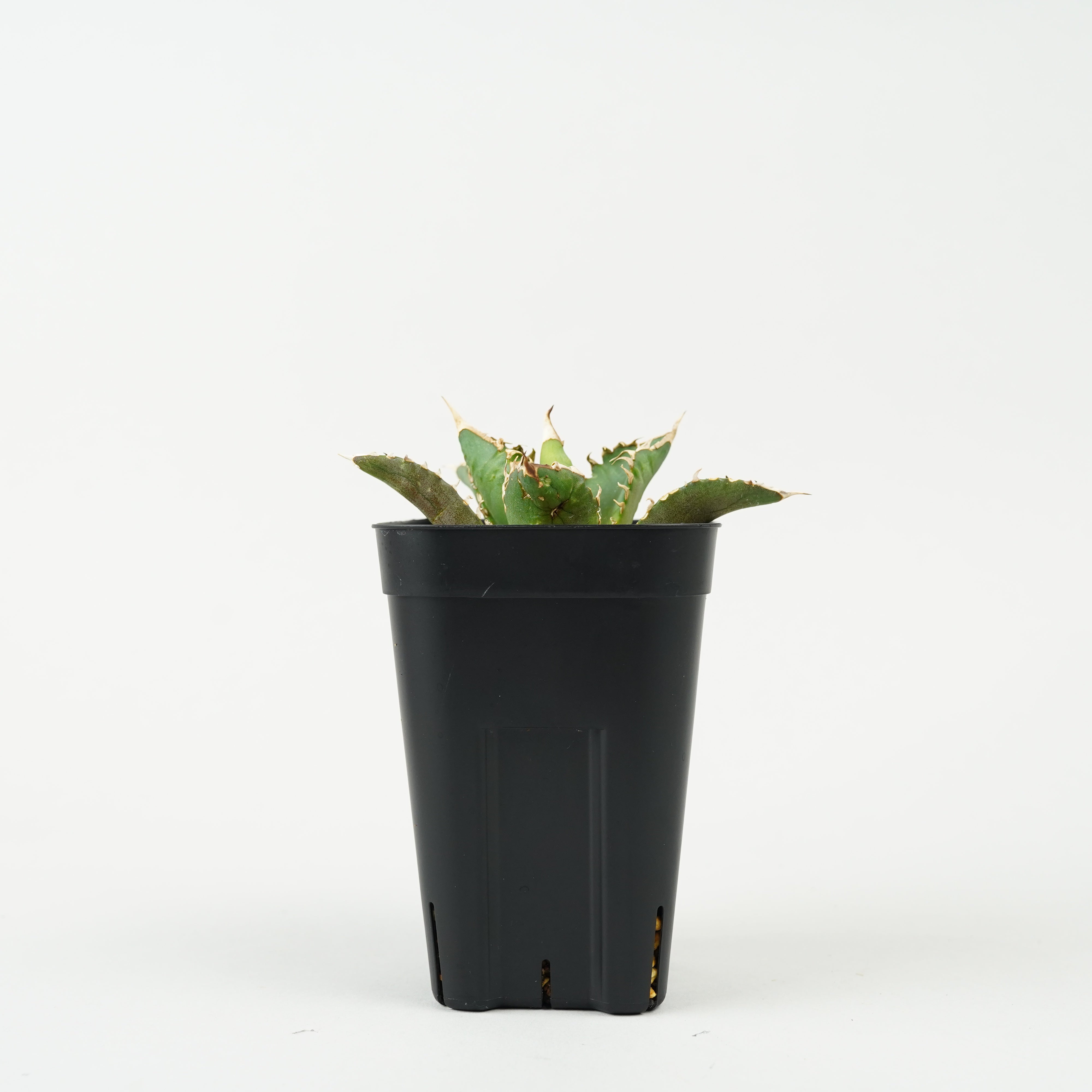 植物/レッドキャットウィーズル – Hachi-8