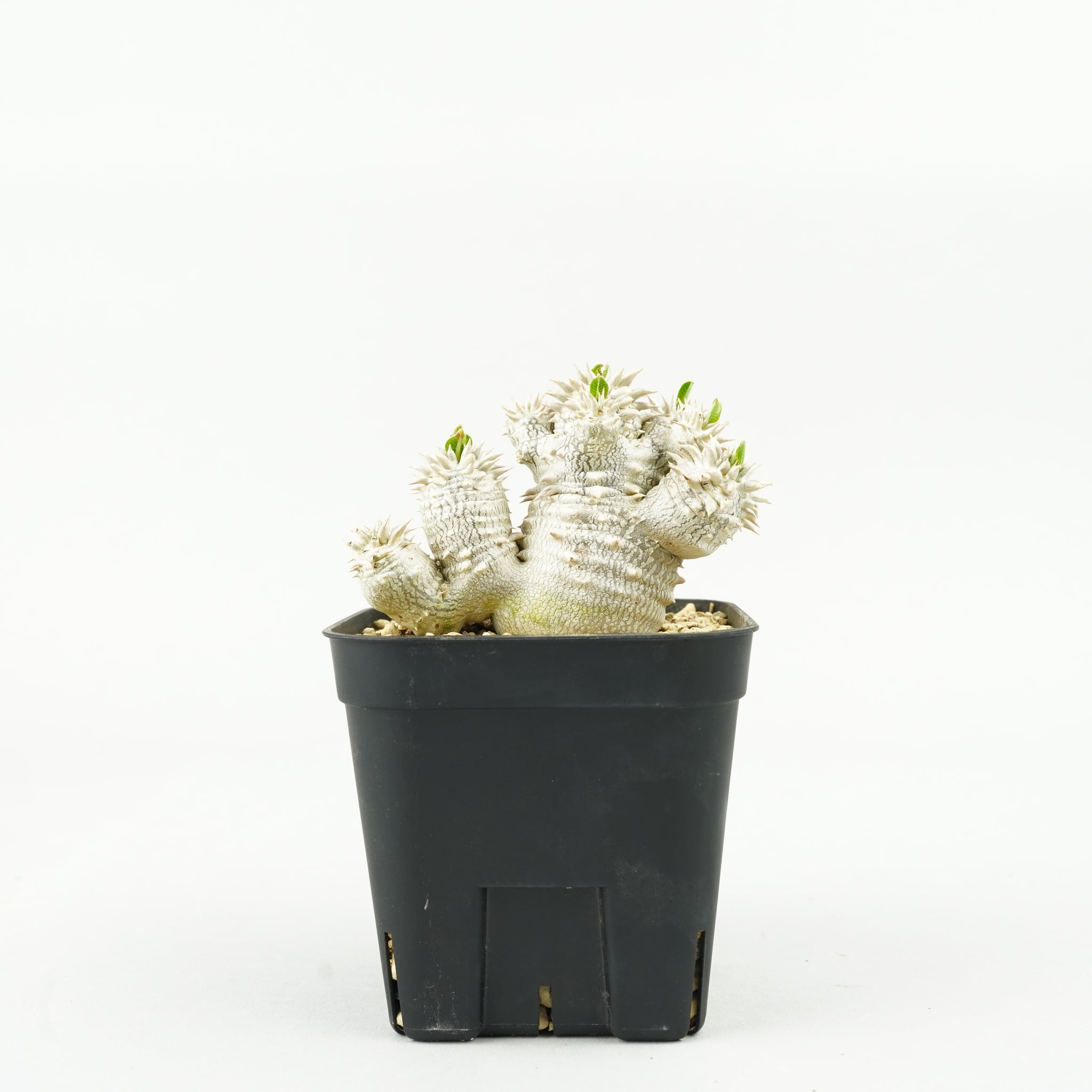 パキポディウム・恵比寿大黒_PA0199「Pachypodium densicaule」