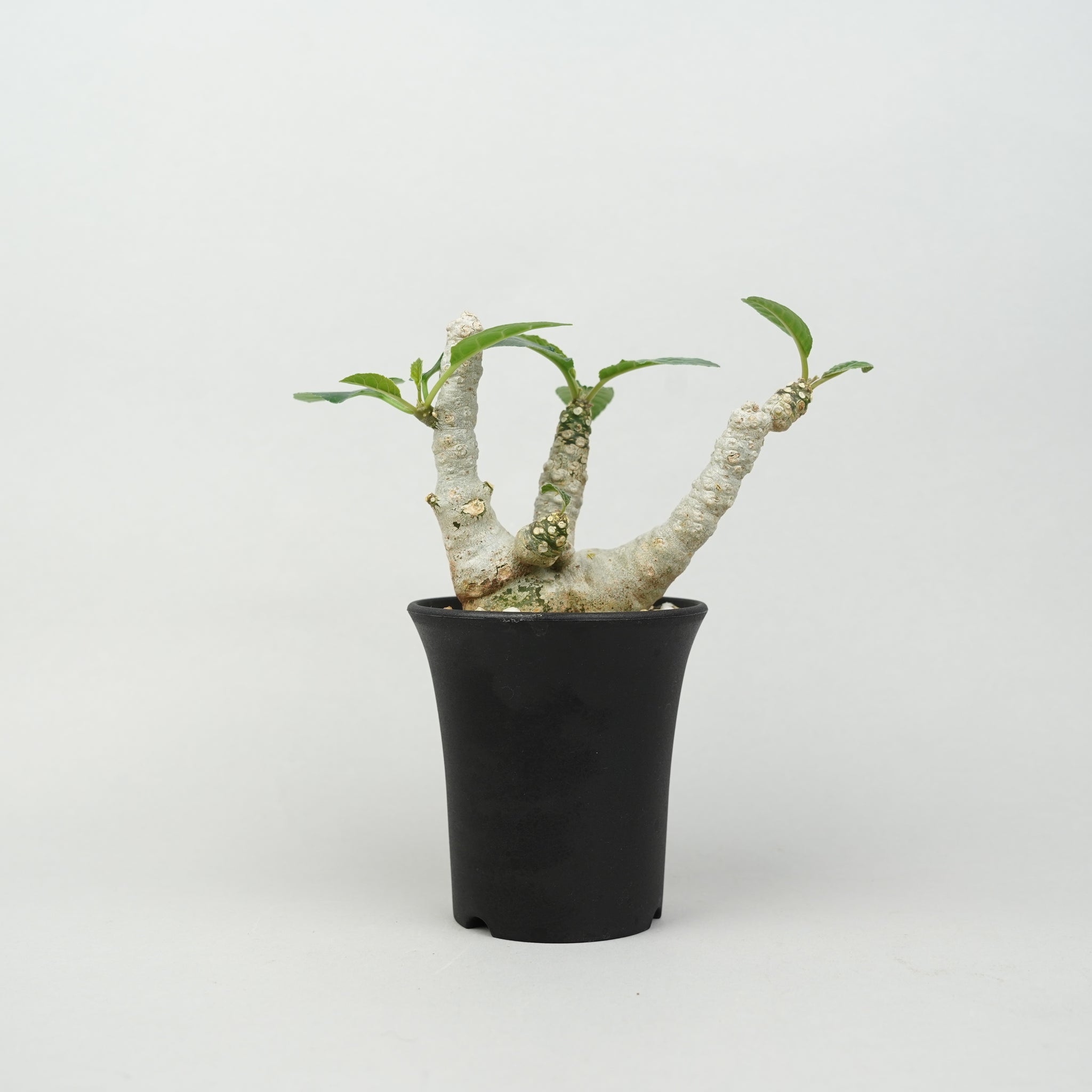 ドルステニア・フォエチダ マルチヘッド 「Dorstenia foetida