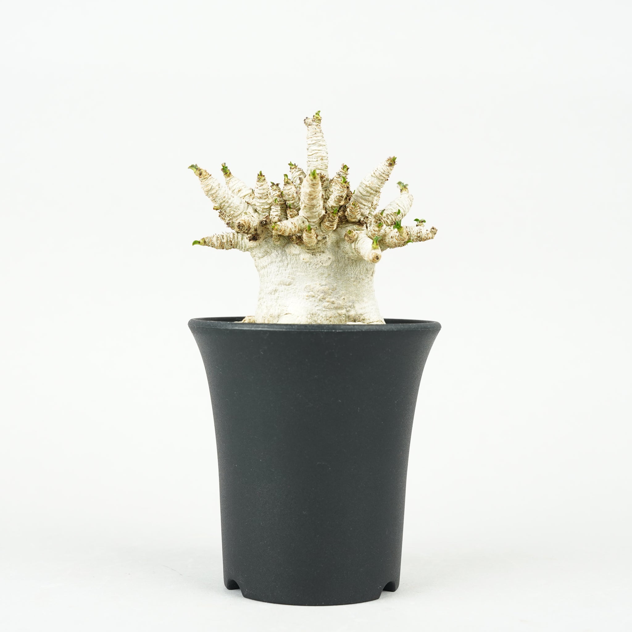 はなはなはなこ アデニウム ウワン アユタヤ鉢植え② ＋BT鉢植え-21 アデニウム（濃ムラサキの花）