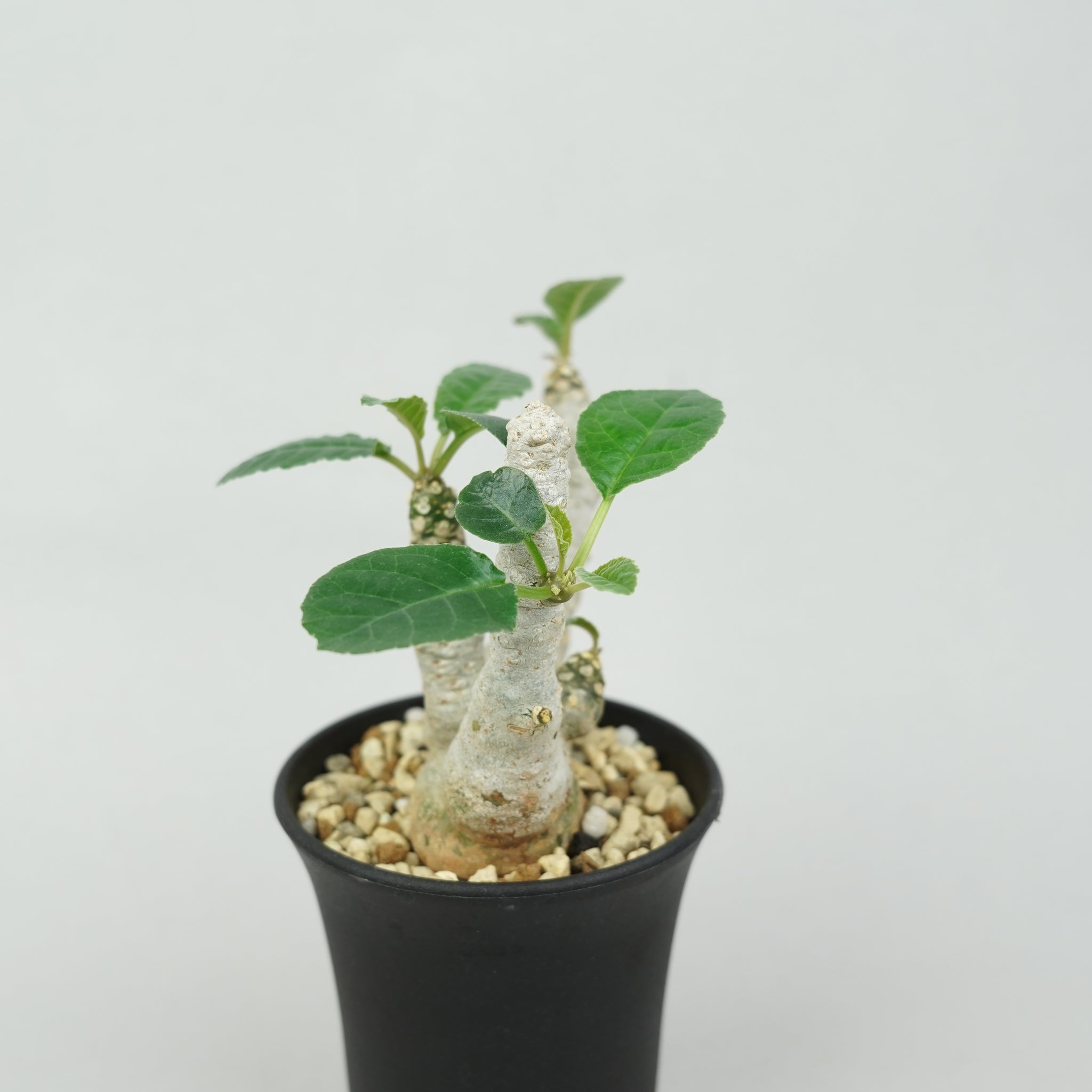 ドルステニア・フォエチダ マルチヘッド 「Dorstenia foetida