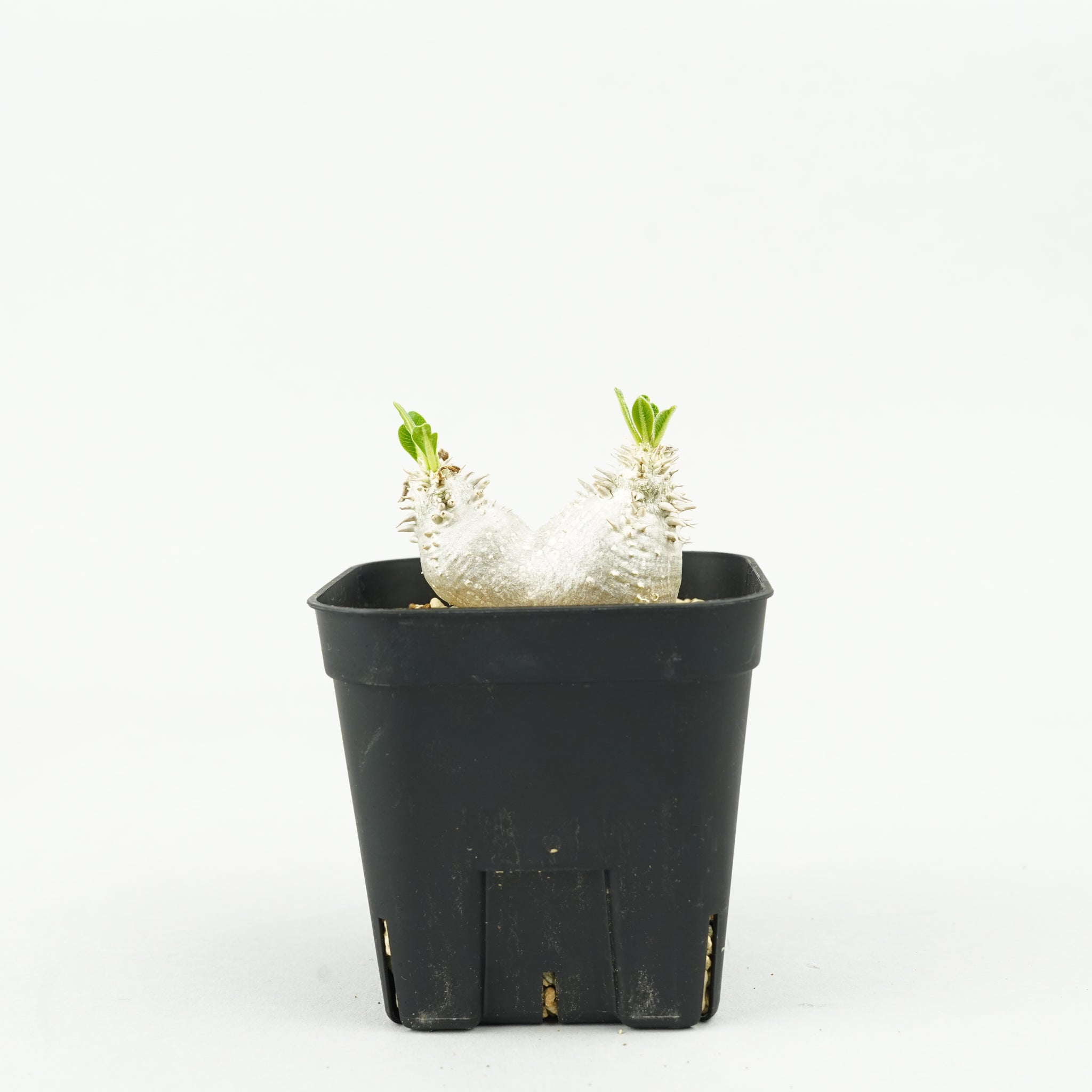 パキポディウム・恵比寿大黒_PA0192「Pachypodium densicaule」