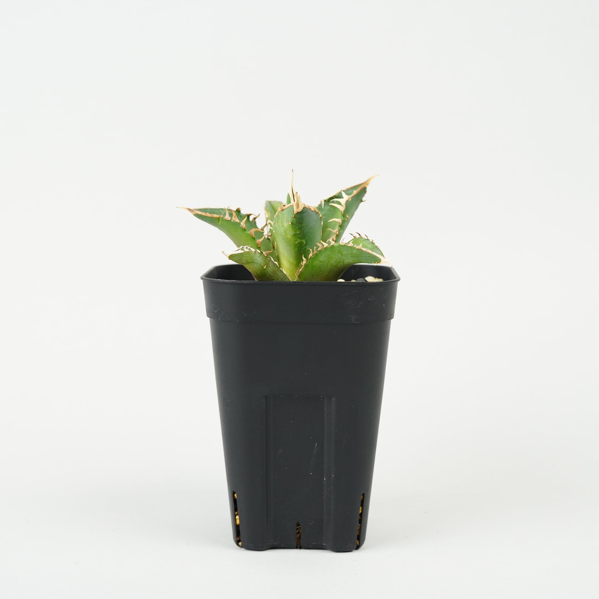 アガベ・チタノタ レッドキャットウィーズル「Agave titanota ‘Red Catweazle’」/AG205