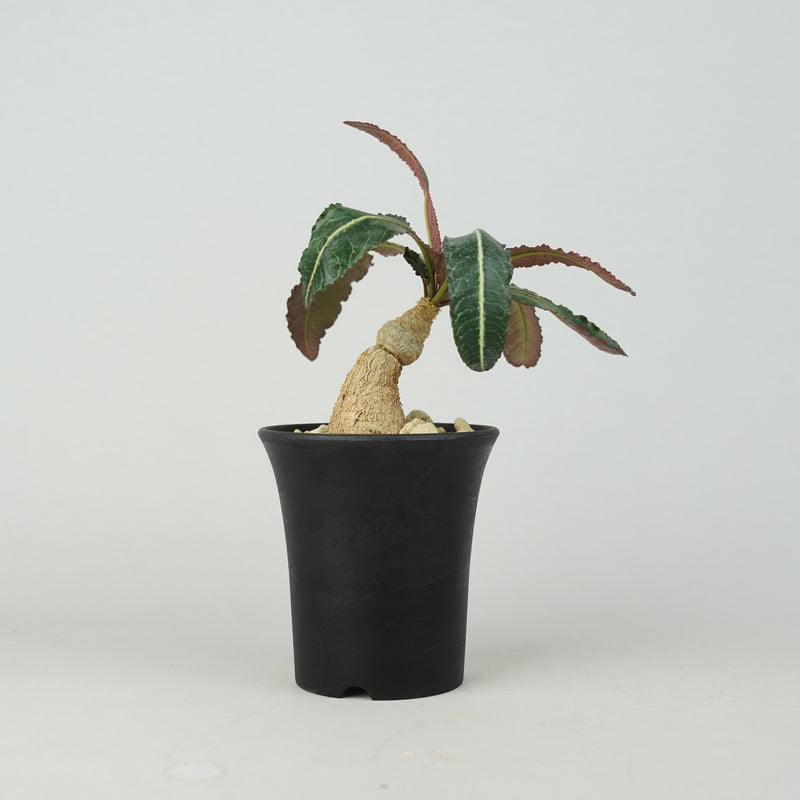 ユーフォルビア・ラバティー 「Euphorbia Labatii 」/EU0858