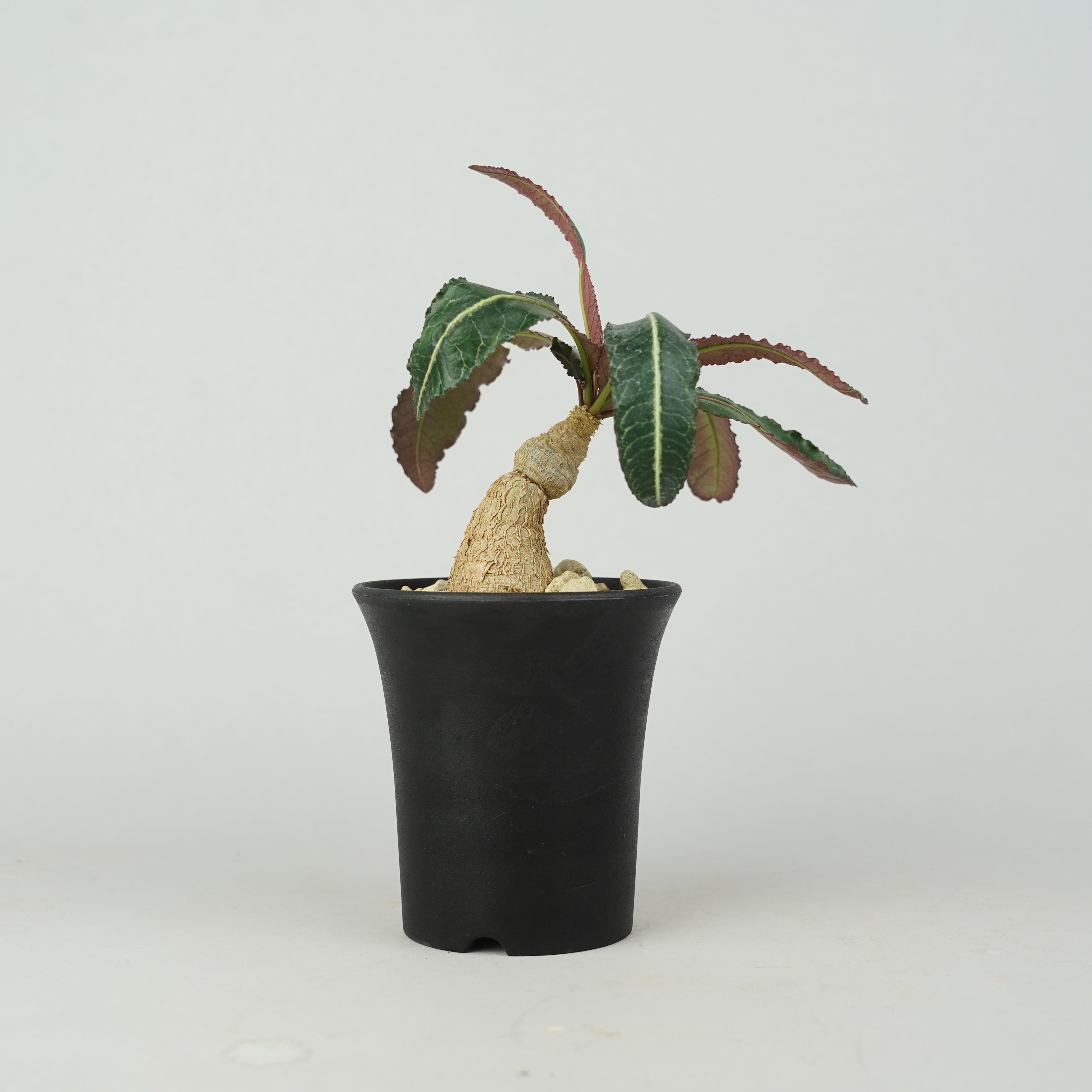 hachi8☪︎ おまとめ.リピ割あり☆ 商品一覧/新着植物 – Hachi-8