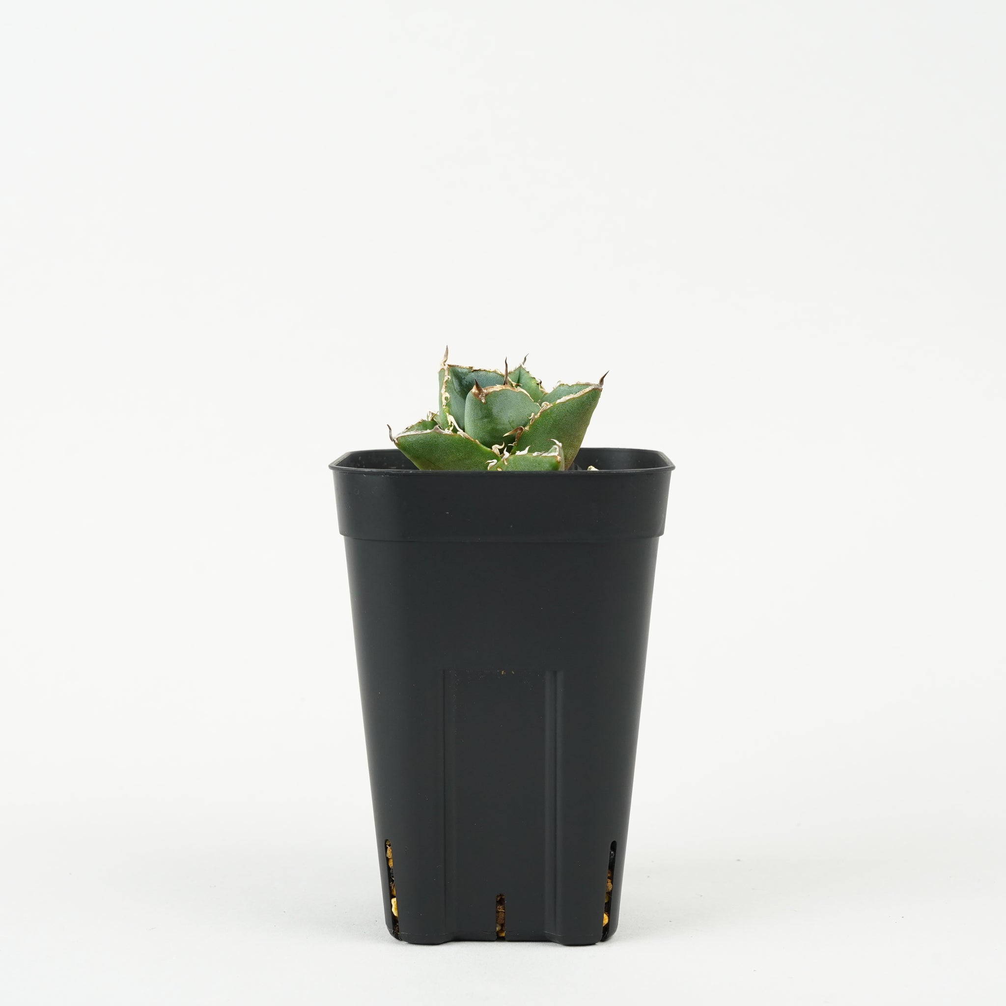 アガベ・チタノタ 貔貅「Agave titanota ‘Pixiu’」/AG229