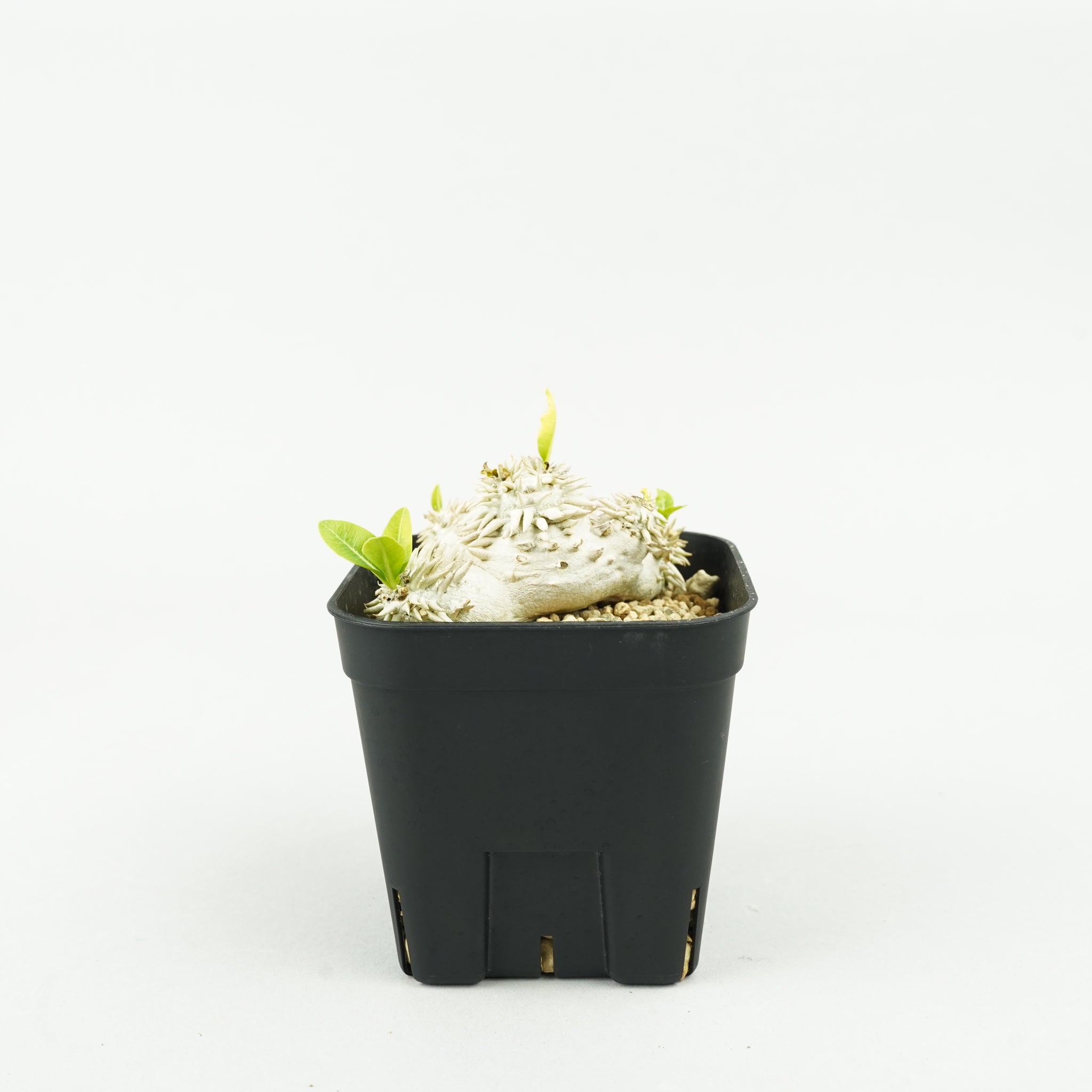 パキポディウム・恵比寿大黒_PA0195「Pachypodium densicaule」