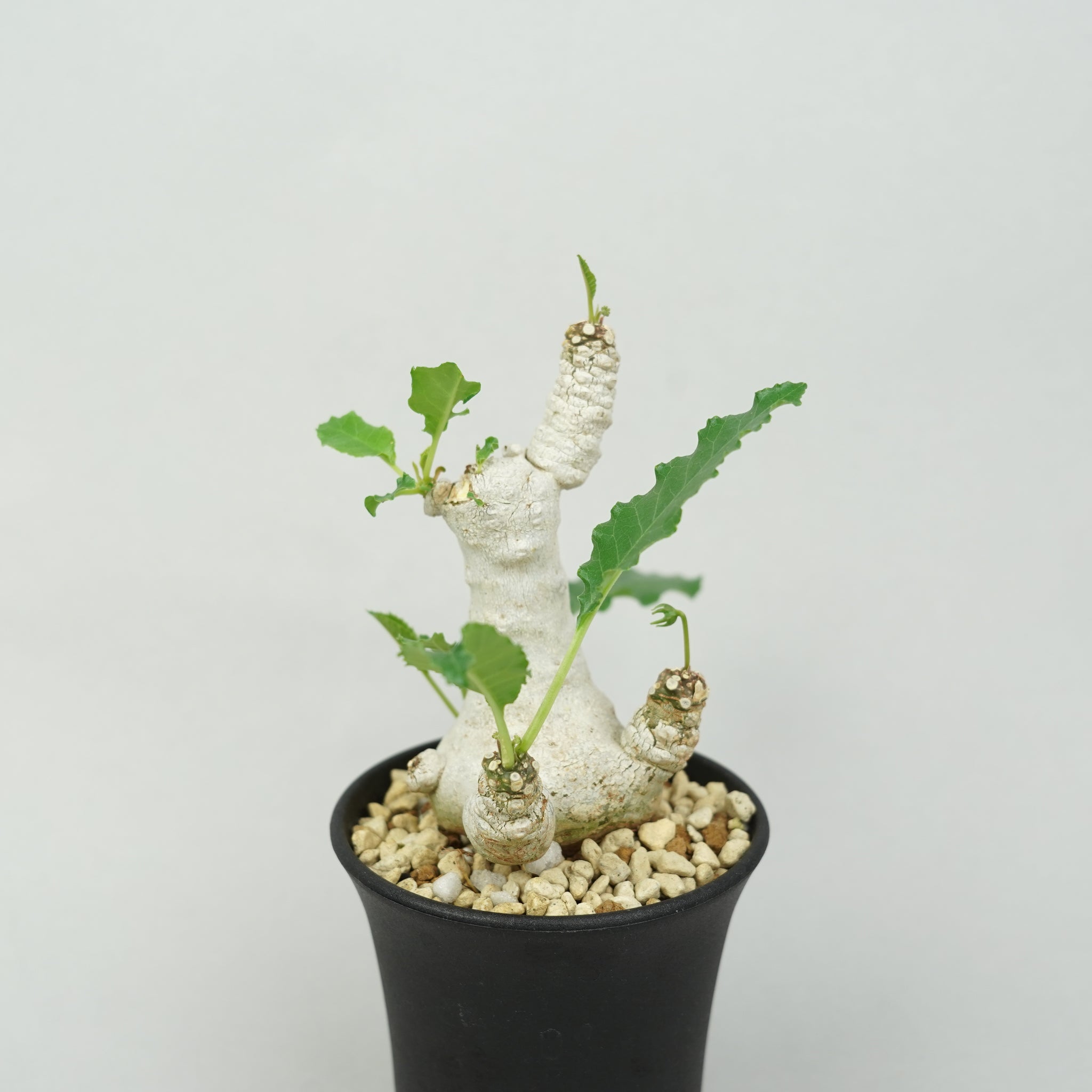 ドルステニア・フォエチダ マルチヘッド 「Dorstenia foetida