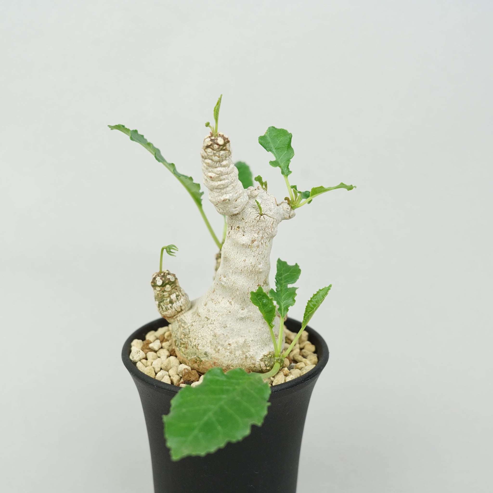 ドルステニア・フォエチダ マルチヘッド 「Dorstenia foetida