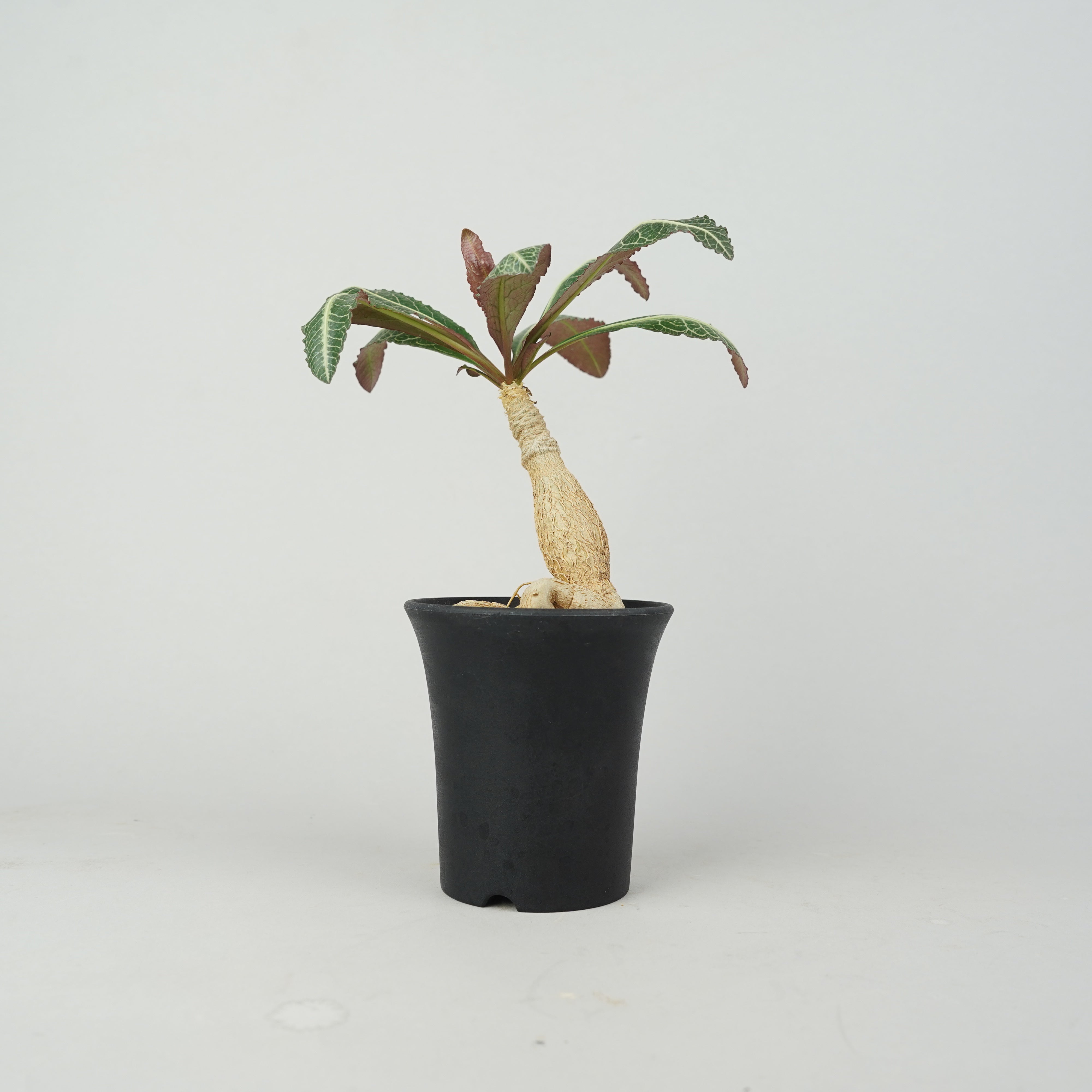 植物/ユーフォルビア/その他のユーフォルビア – – Hachi-8
