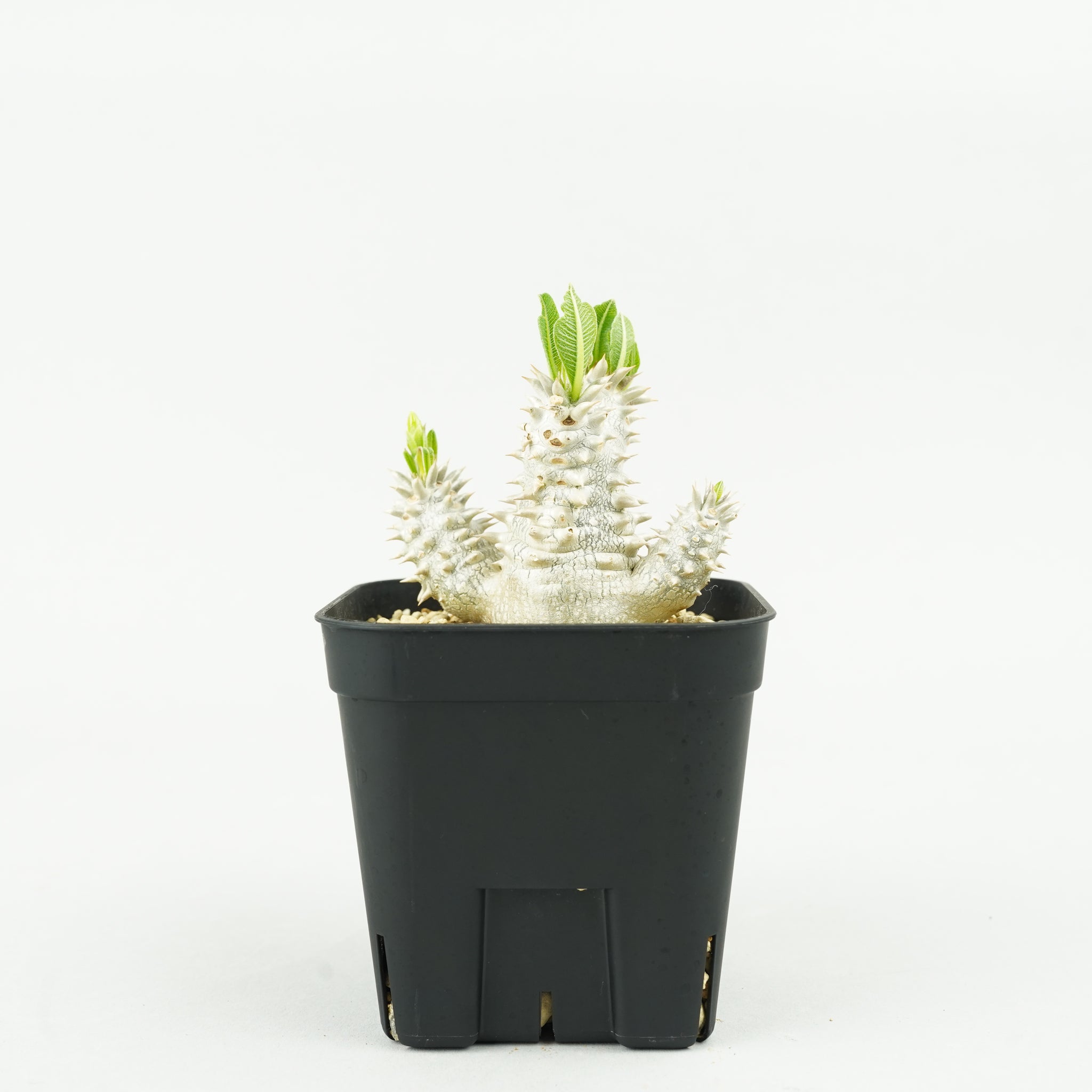パキポディウム・恵比寿大黒_PA0189「Pachypodium densicaule」