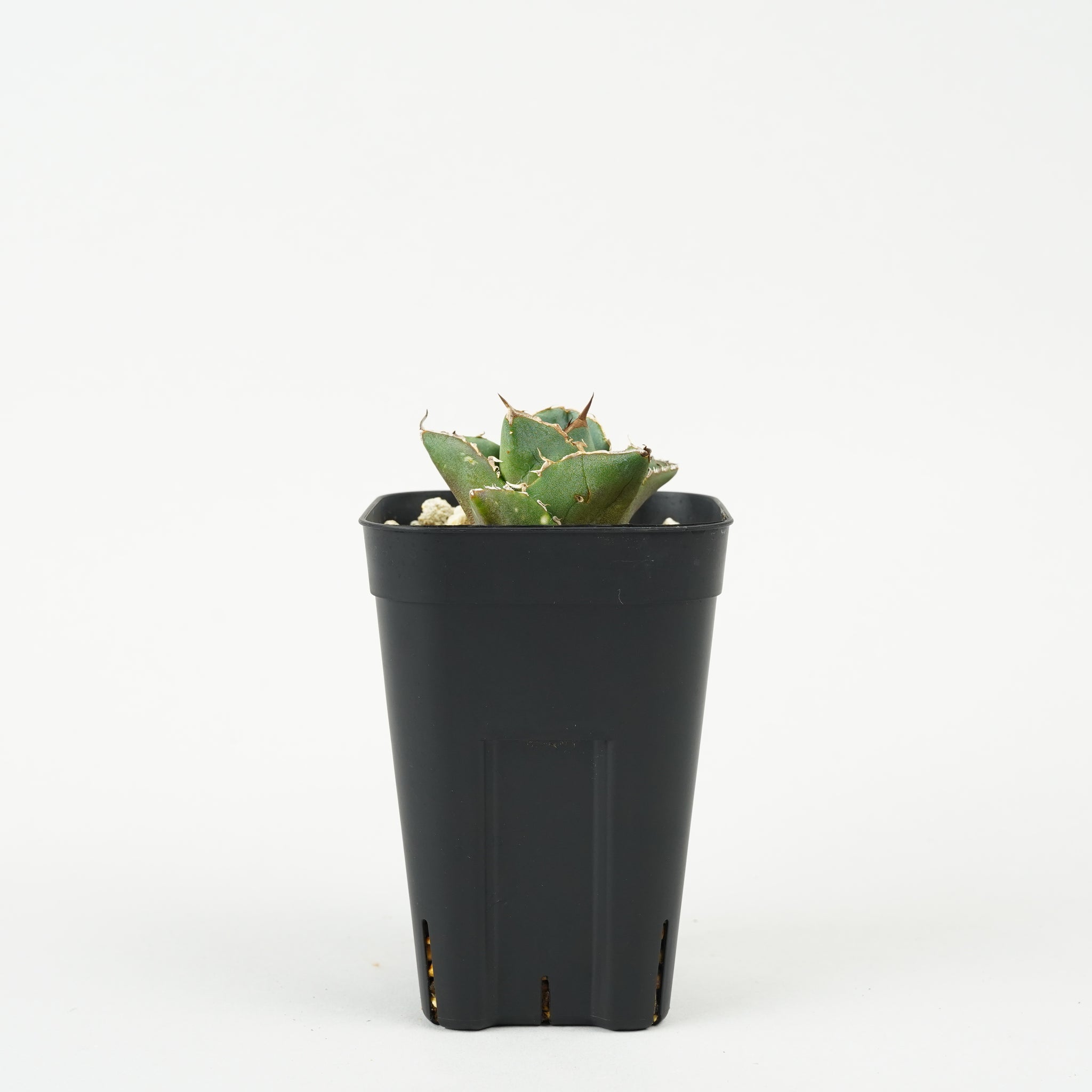 アガベ・チタノタ 貔貅「Agave titanota ‘Pixiu’」/AG227