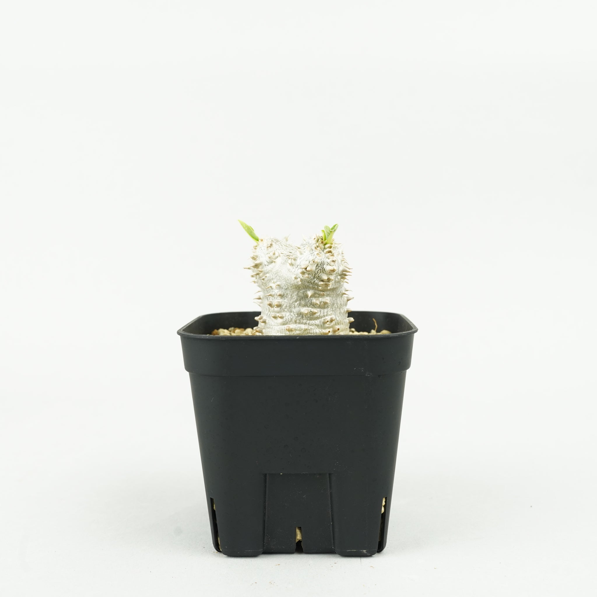パキポディウム・恵比寿大黒_PA0190「Pachypodium densicaule」