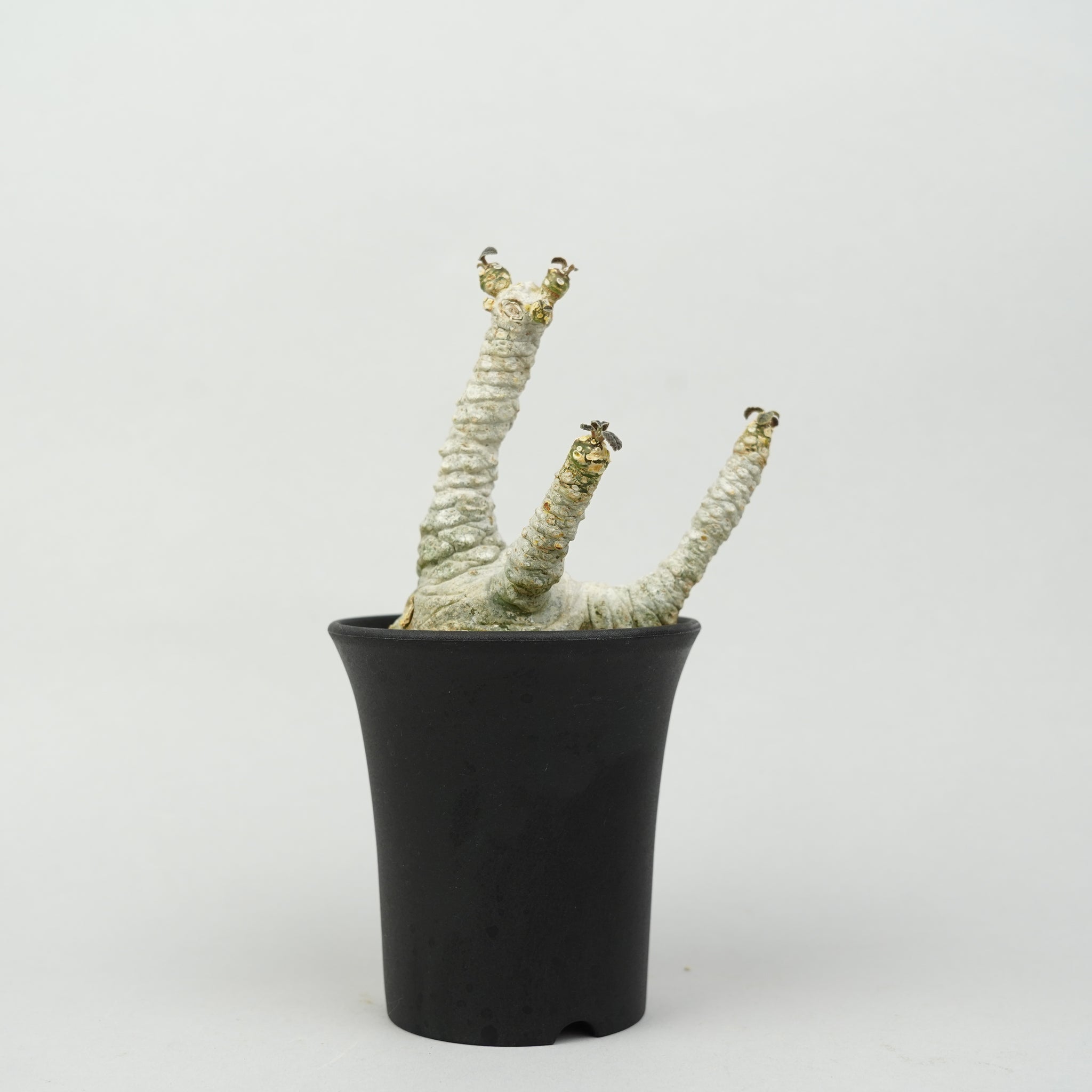 ドルステニア・フォエチダ マルチヘッド 「Dorstenia foetida