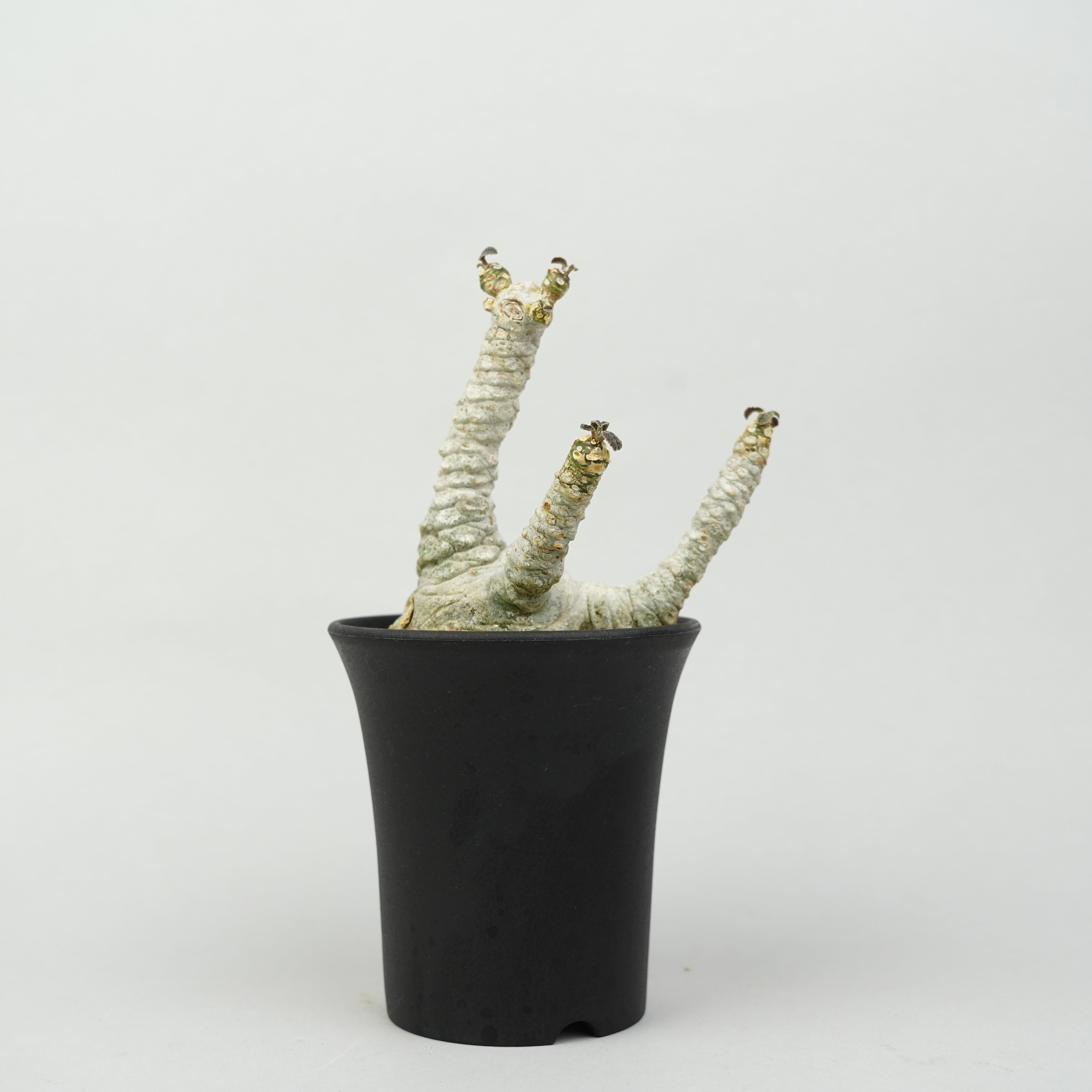 ドルステニア・フォエチダ マルチヘッド 「Dorstenia foetida