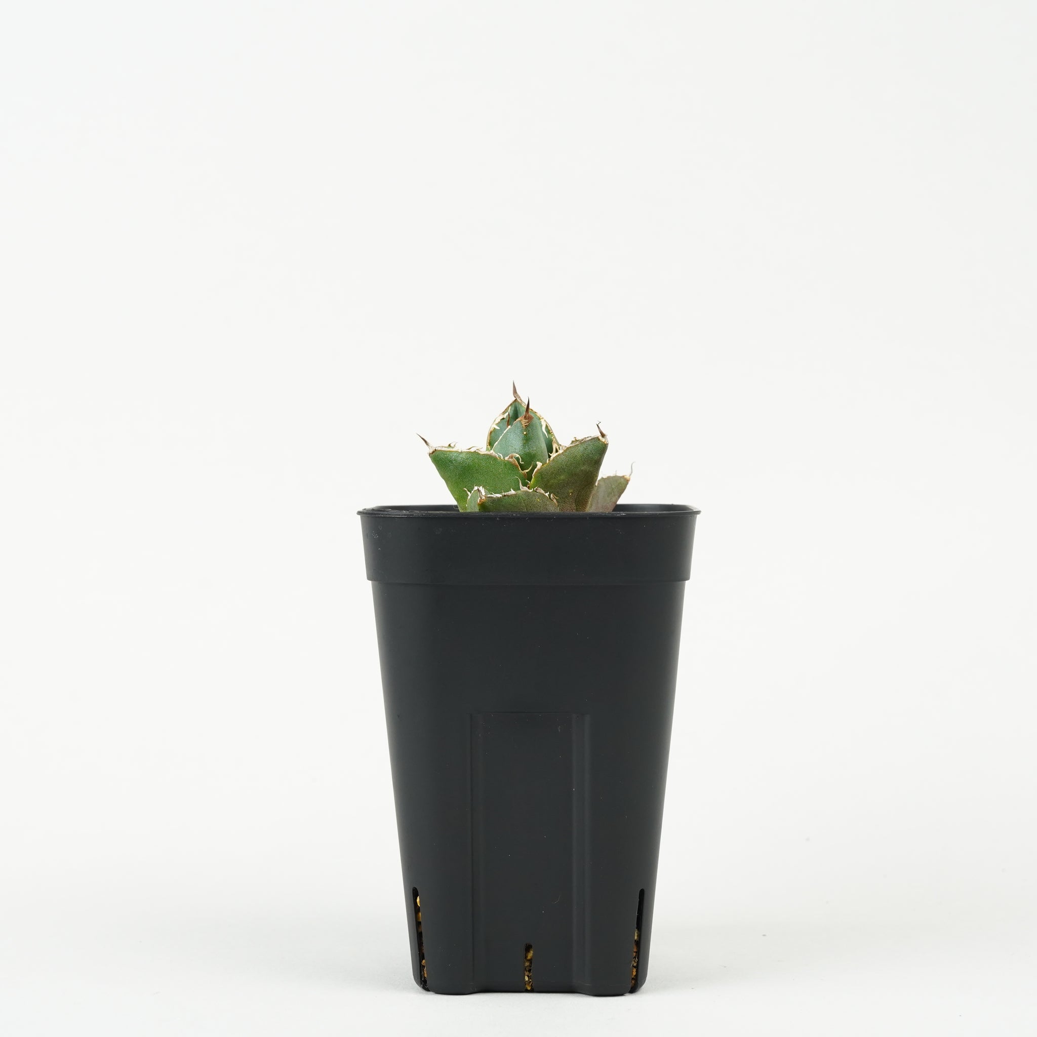 アガベ・チタノタ 貔貅「Agave titanota ‘Pixiu’」/AG228