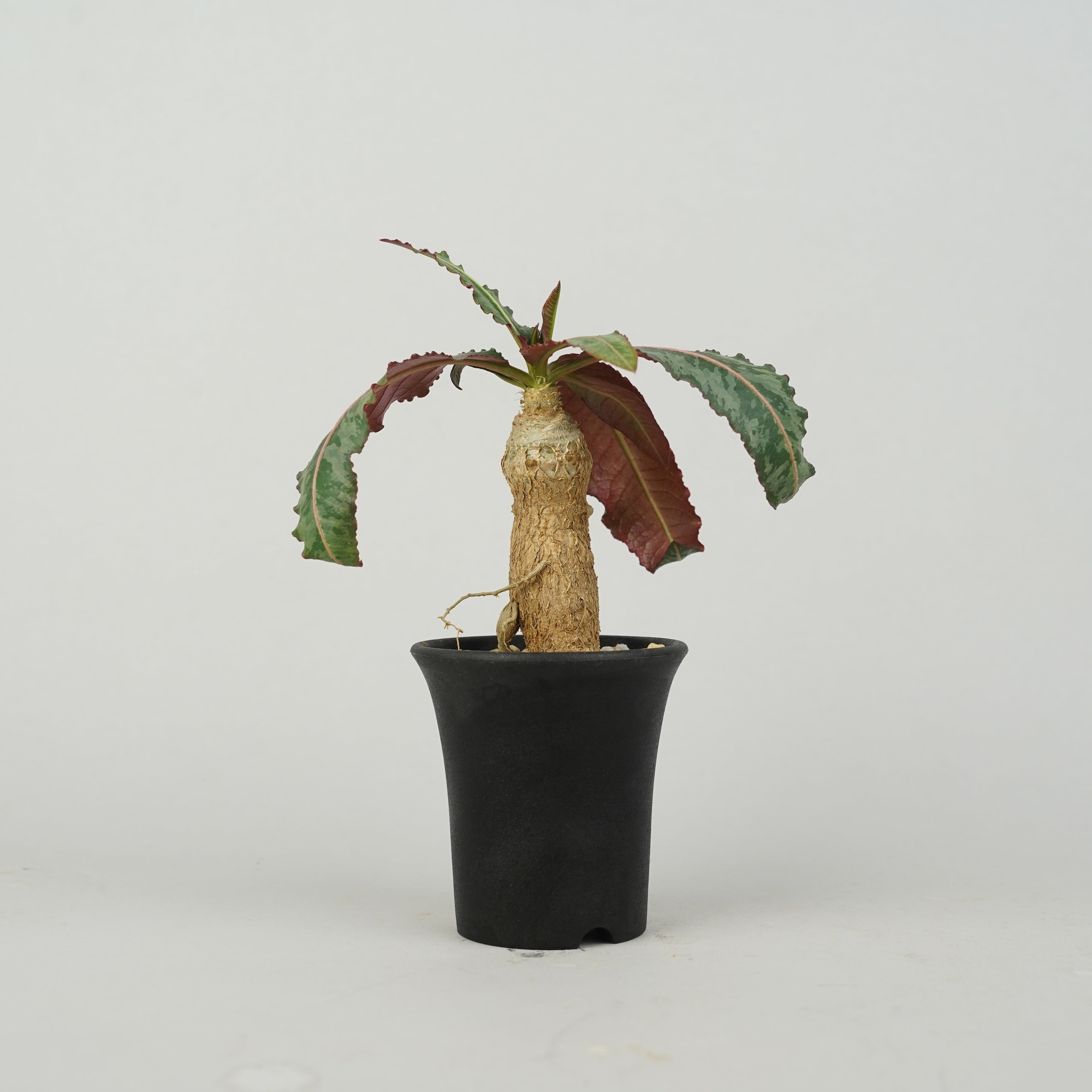 植物/ユーフォルビア/その他のユーフォルビア – – Hachi-8