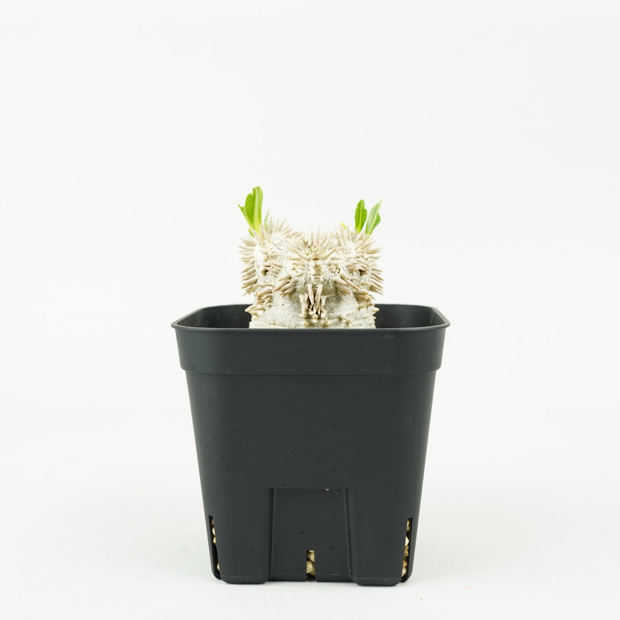 パキポディウム・恵比寿大黒_PA0191「Pachypodium densicaule」