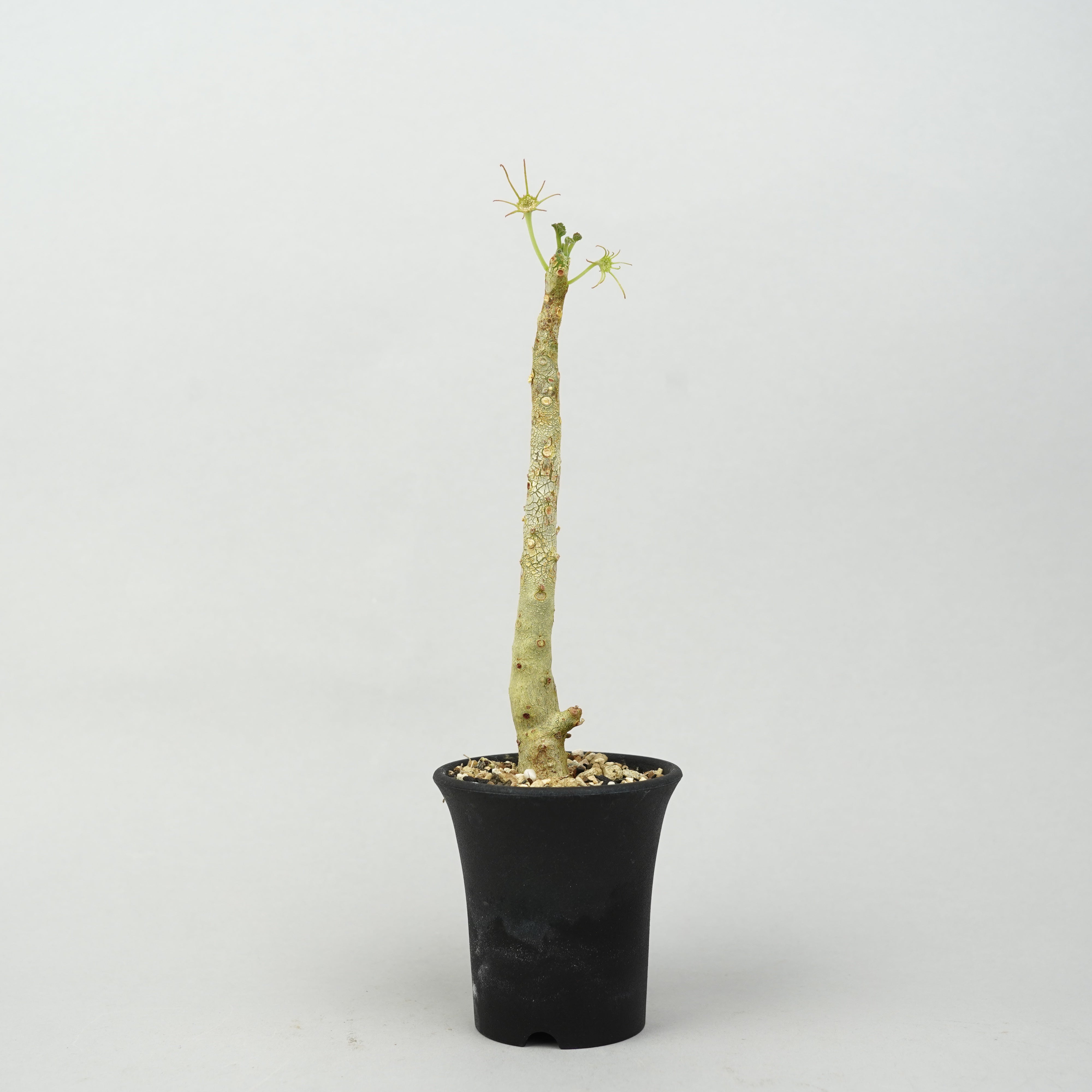 ドリステニア　ジプソフィラ ドルステニア・ジプソフィラ「Dorstenia Gypsophila」/DL0271 – Hachi-8