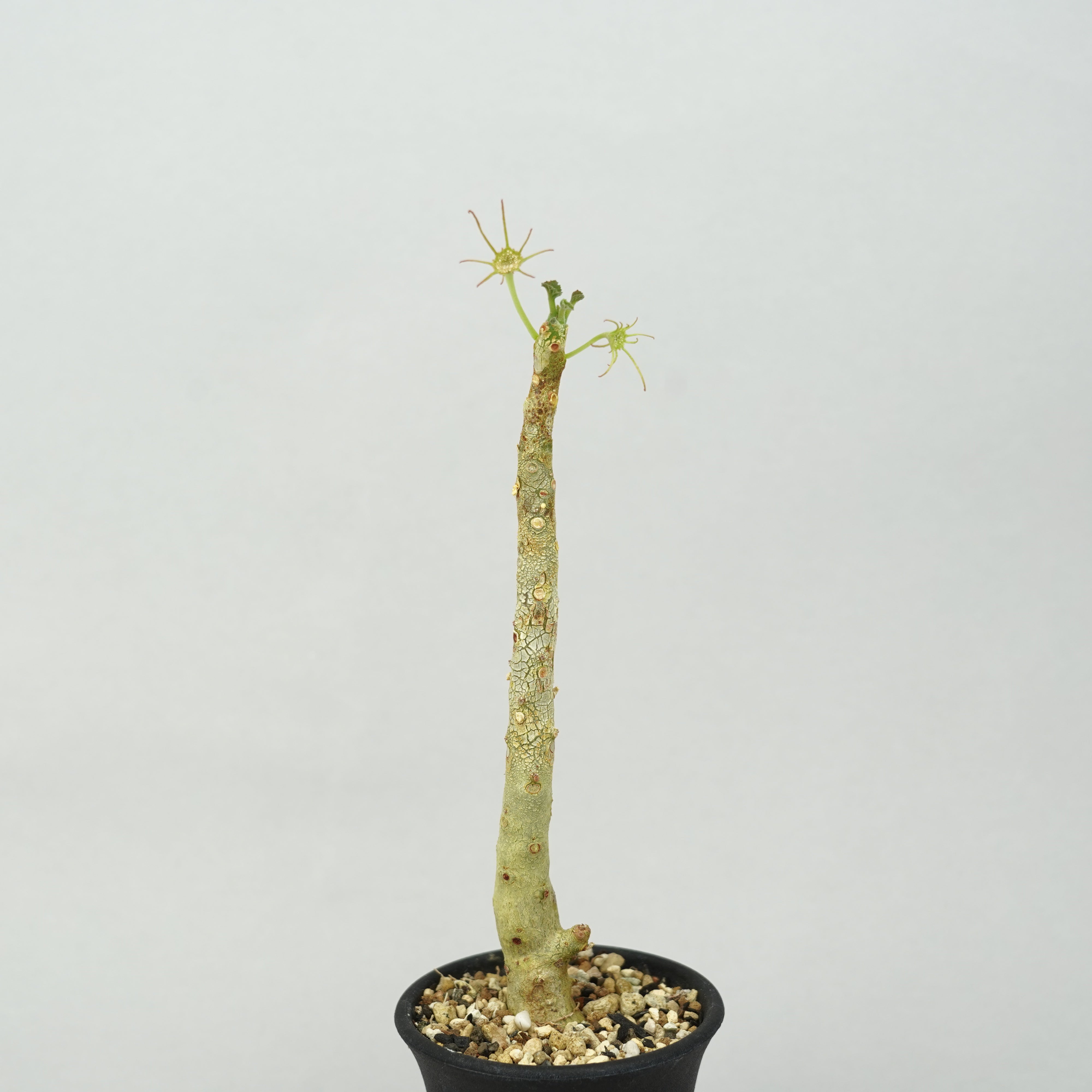 ドルステニア・ジプソフィラ「Dorstenia Gypsophila」/DL0271 – Hachi-8