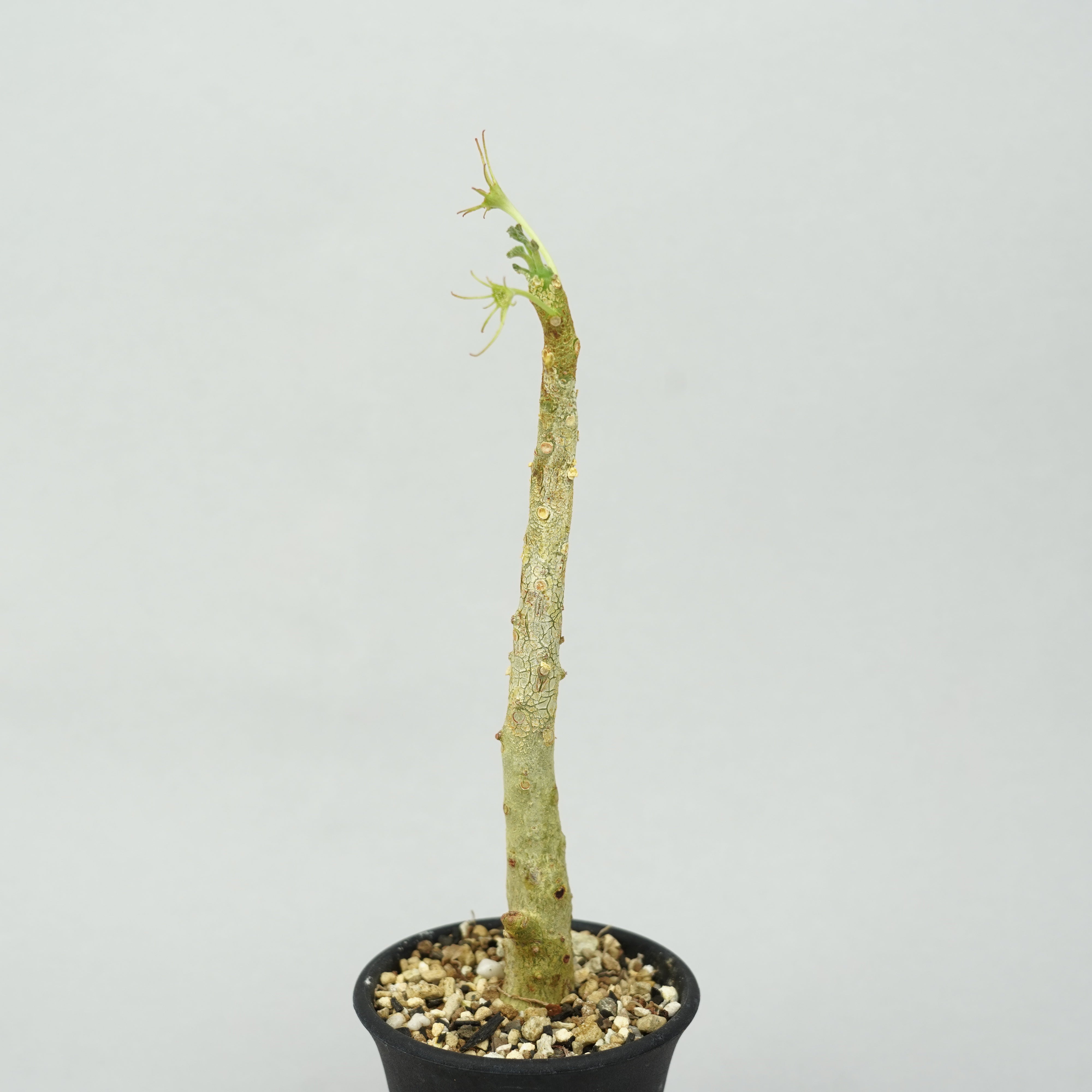 ドルステニア・ジプソフィラ「Dorstenia Gypsophila」/DL0271 – Hachi-8