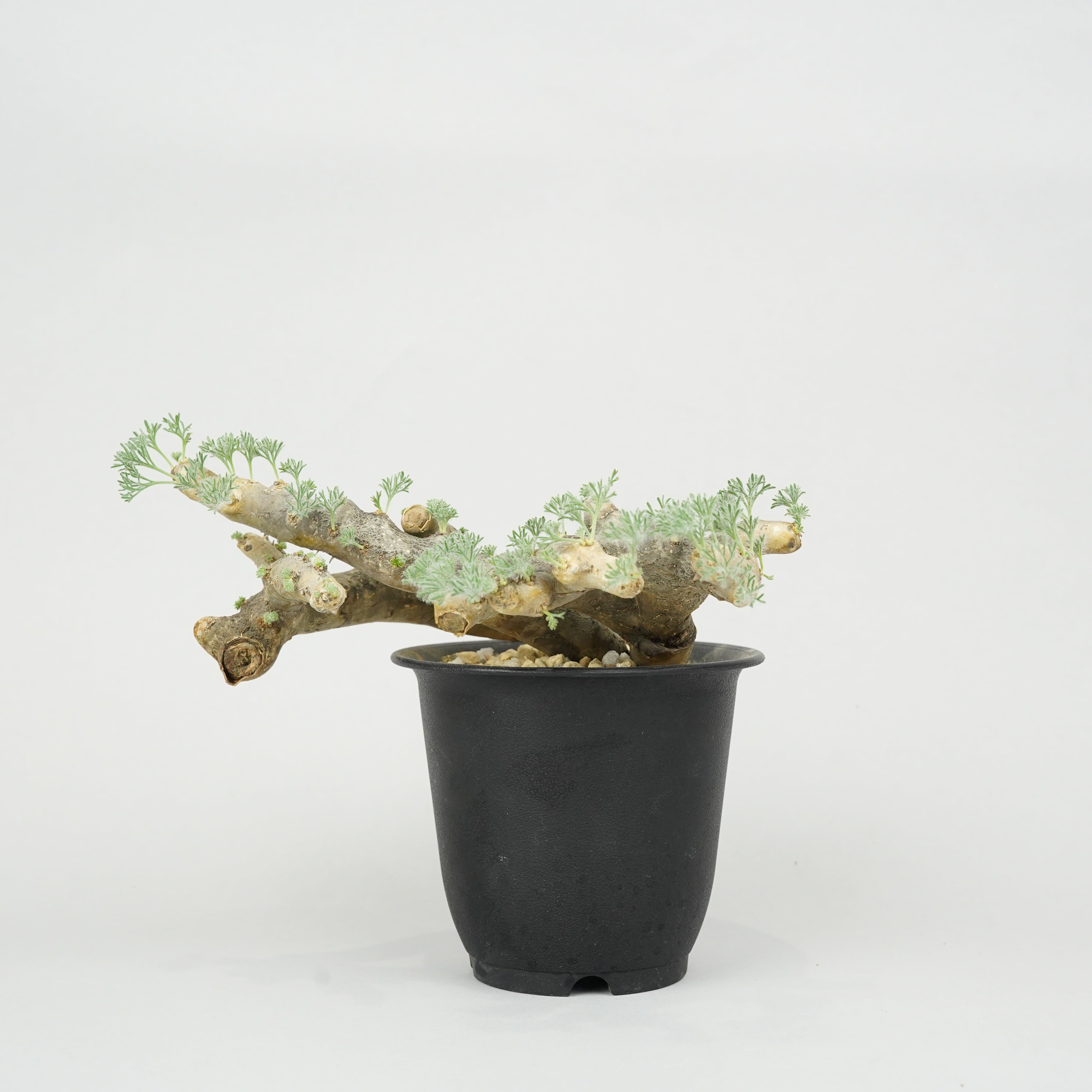 冬型植物/モンソニア・ムルチフィダ – Hachi-8