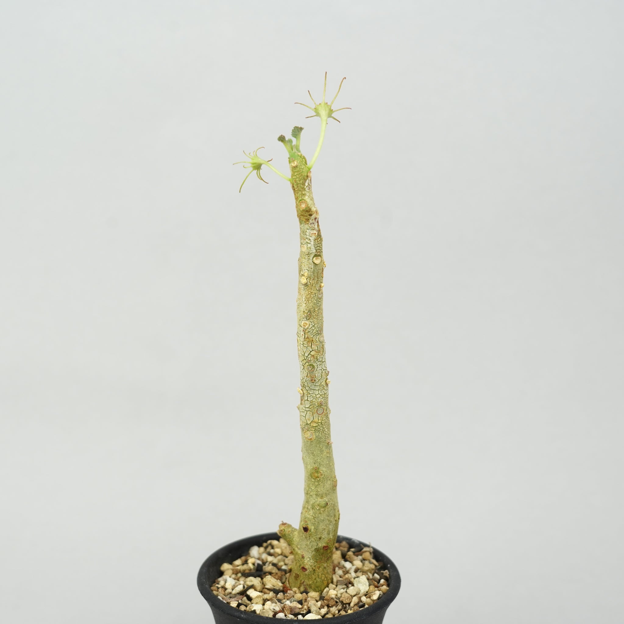心臓のような姿形のドルステニア ジプソフィラ ムランジーナ ブラータ パキプス ドルステニア・ジプソフィラ「Dorstenia Gypsophila」/DL0271 – Hachi-8